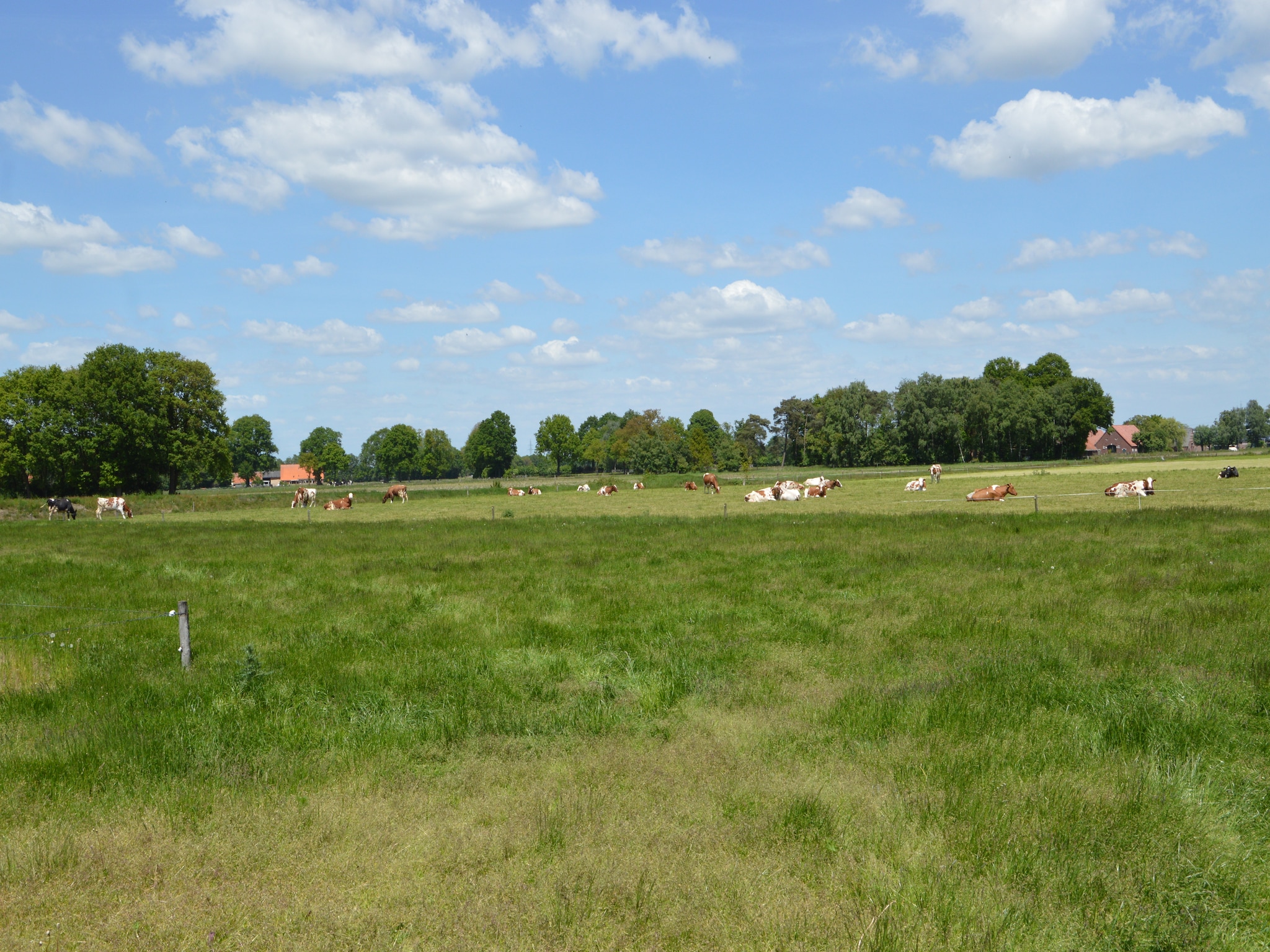   De Merel