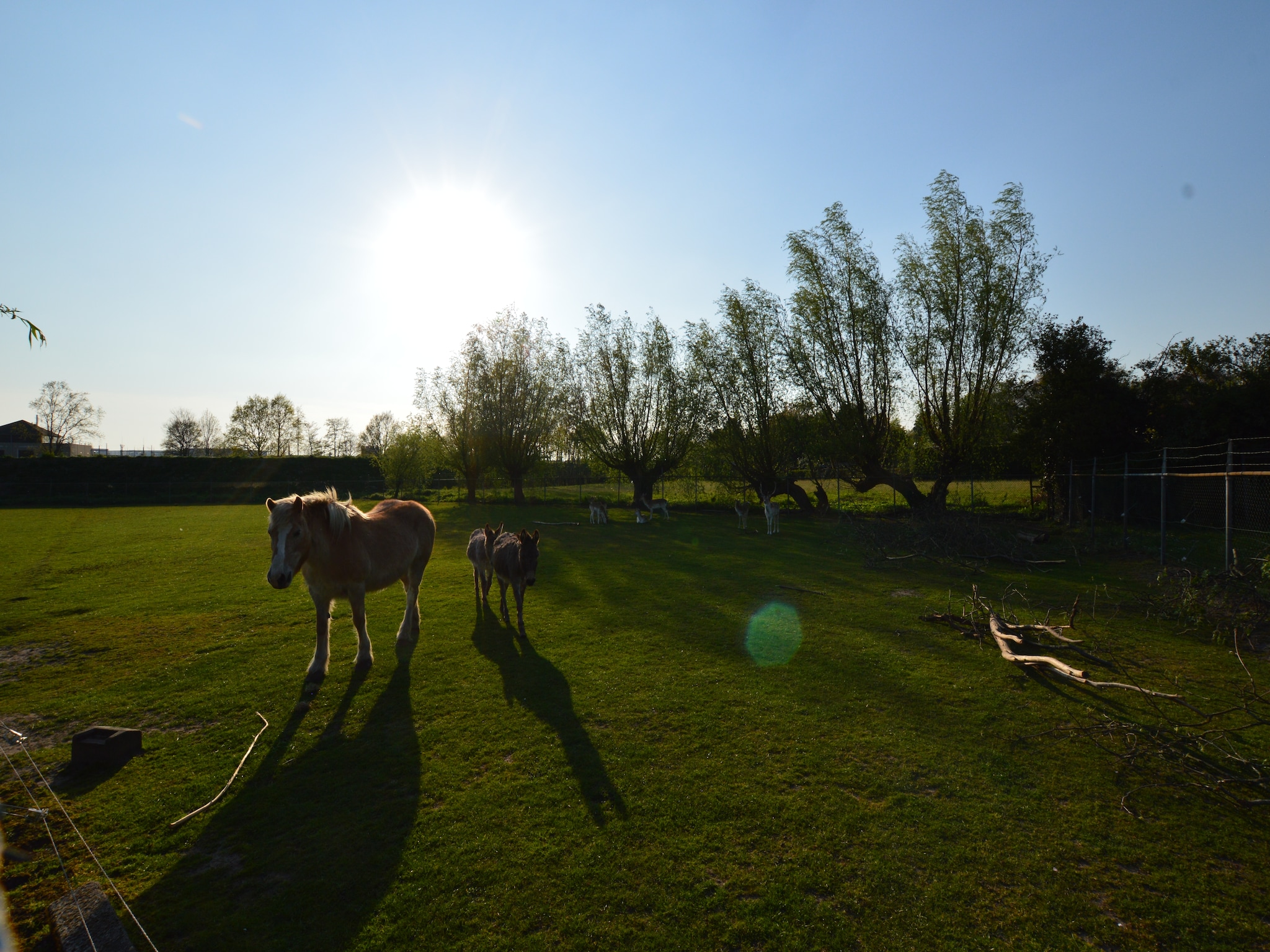   Pipowagen de Weideblick