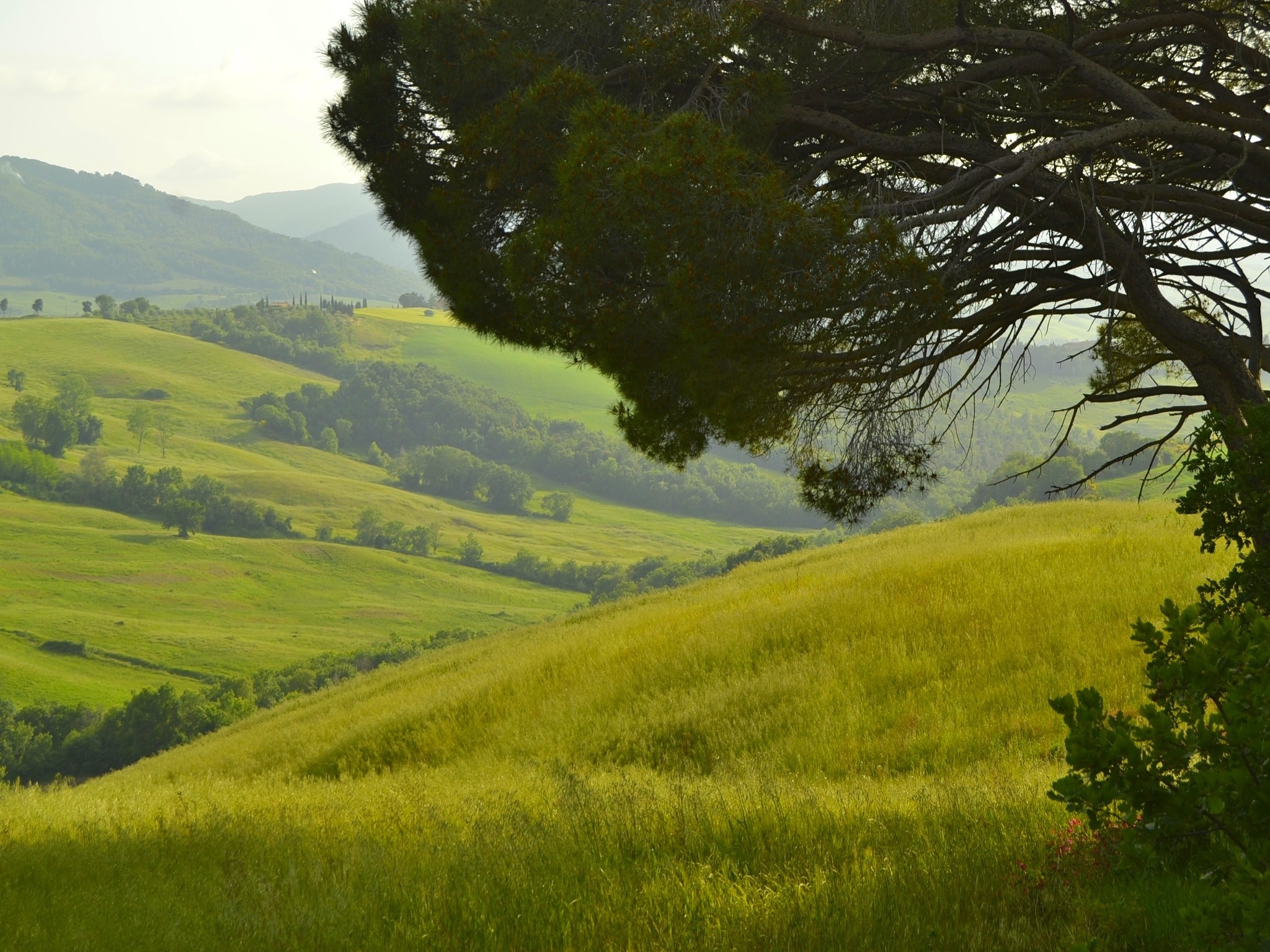   Il Camino