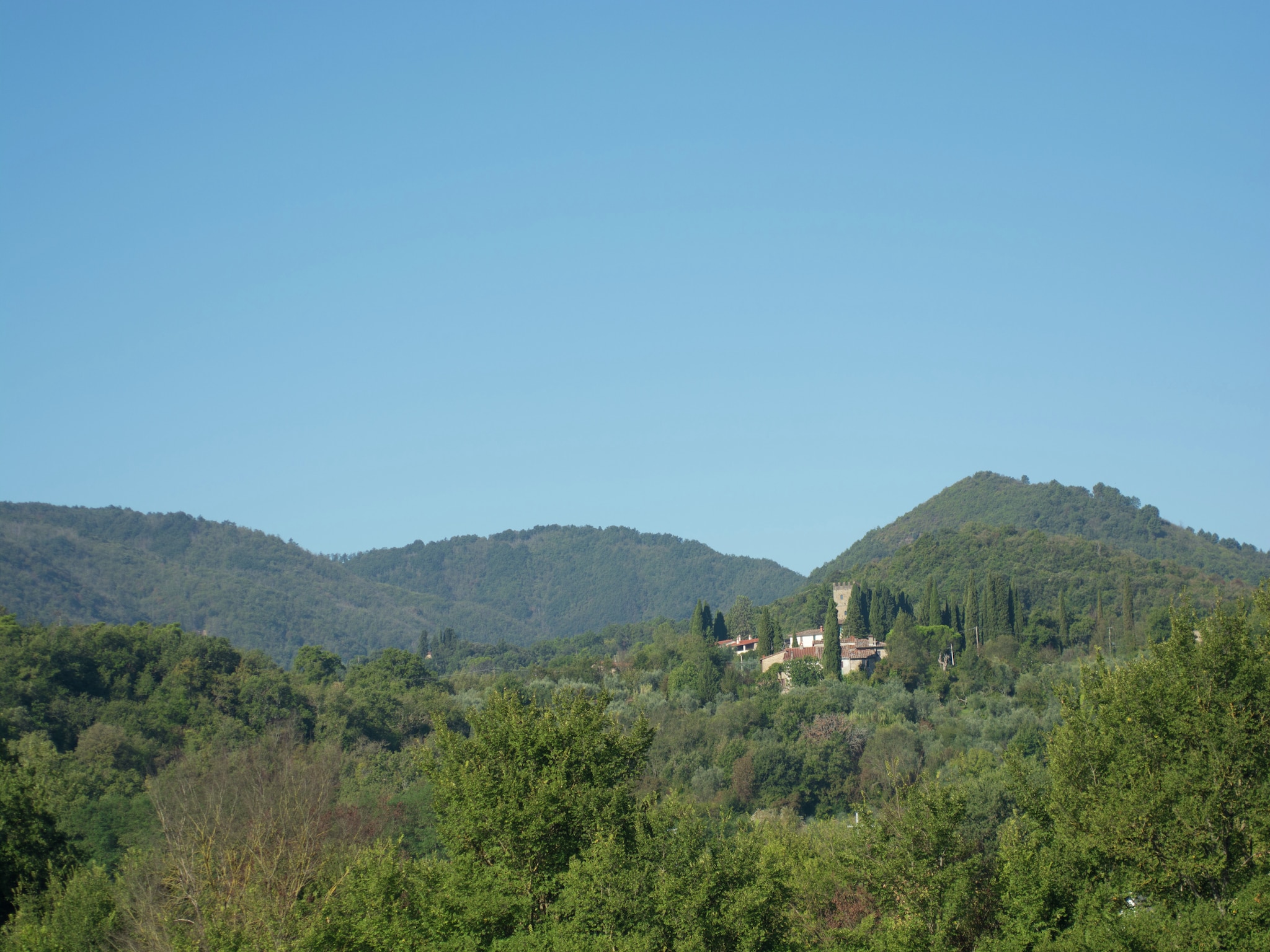   Sangiovese