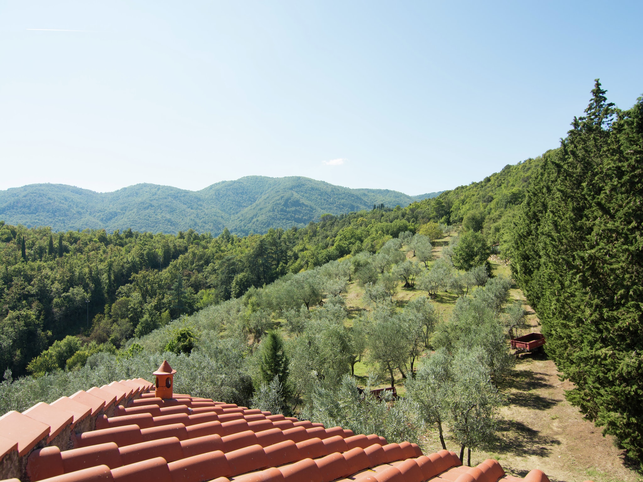   Sangiovese