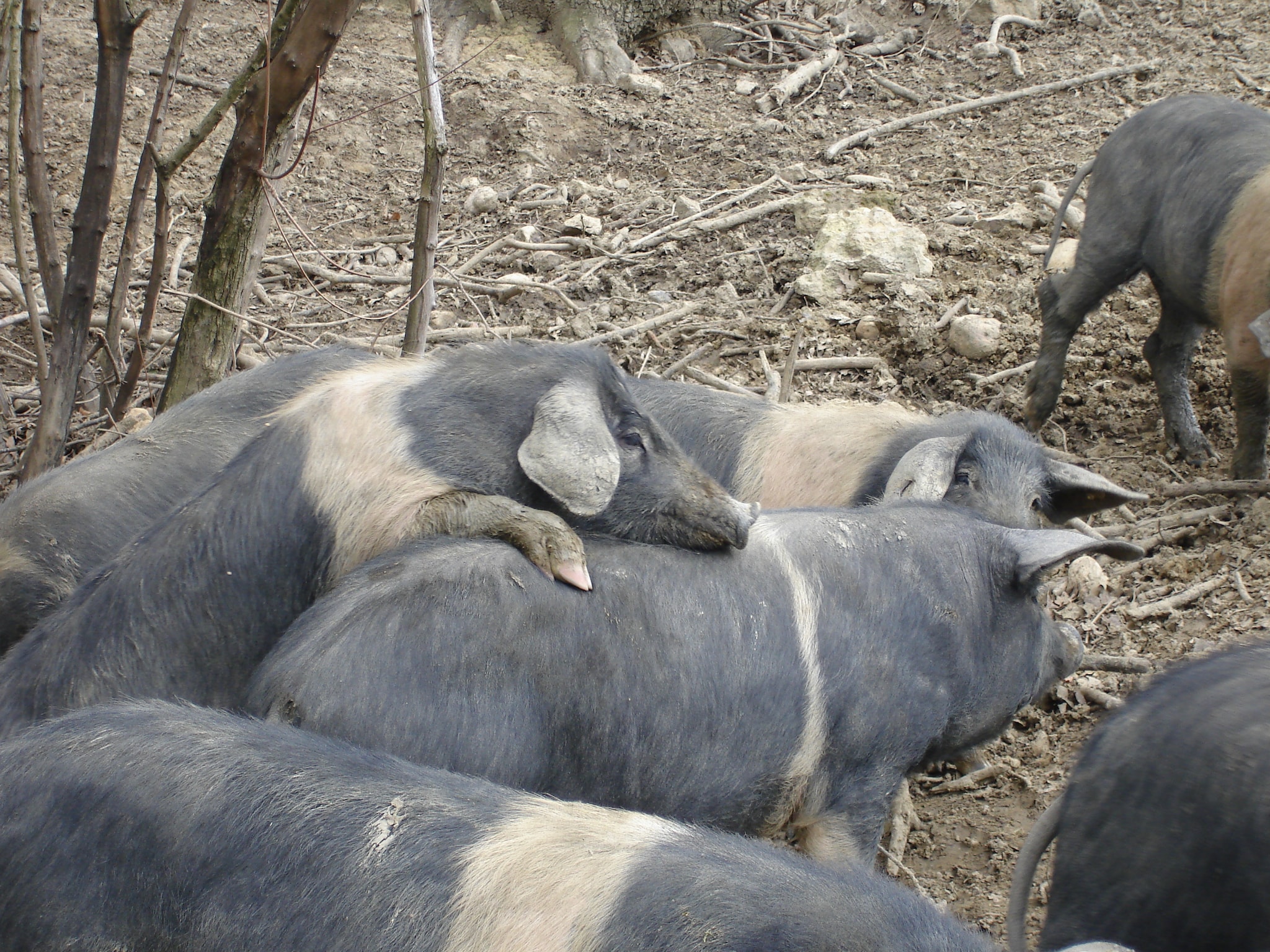 Ferienhaus Il Chicco