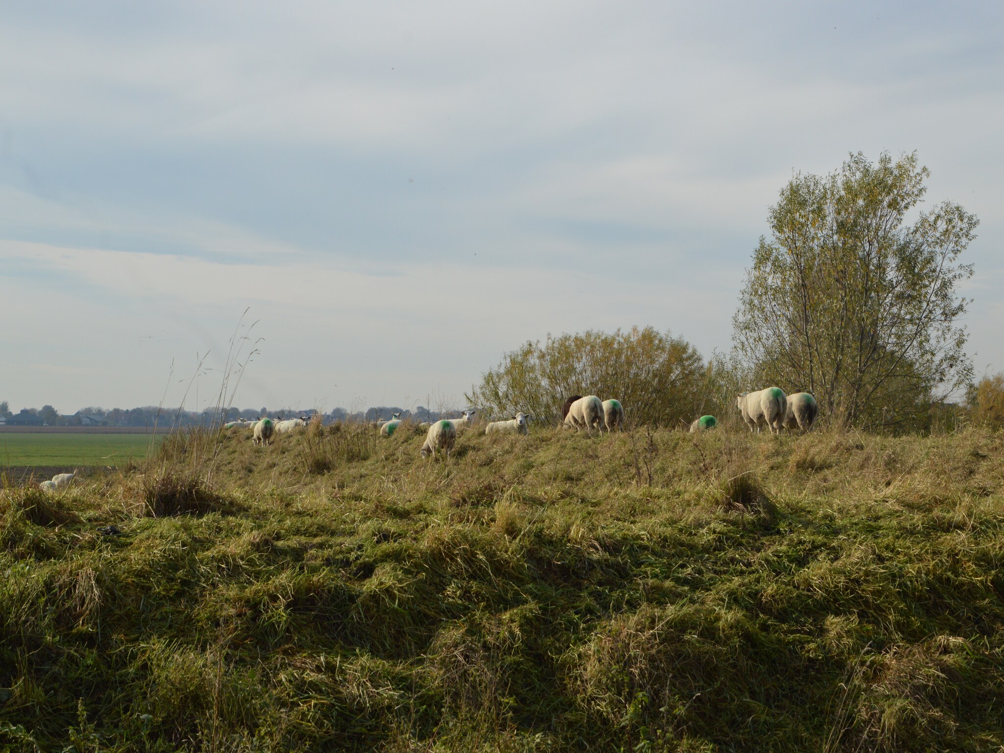   Het Biesbosch huisje