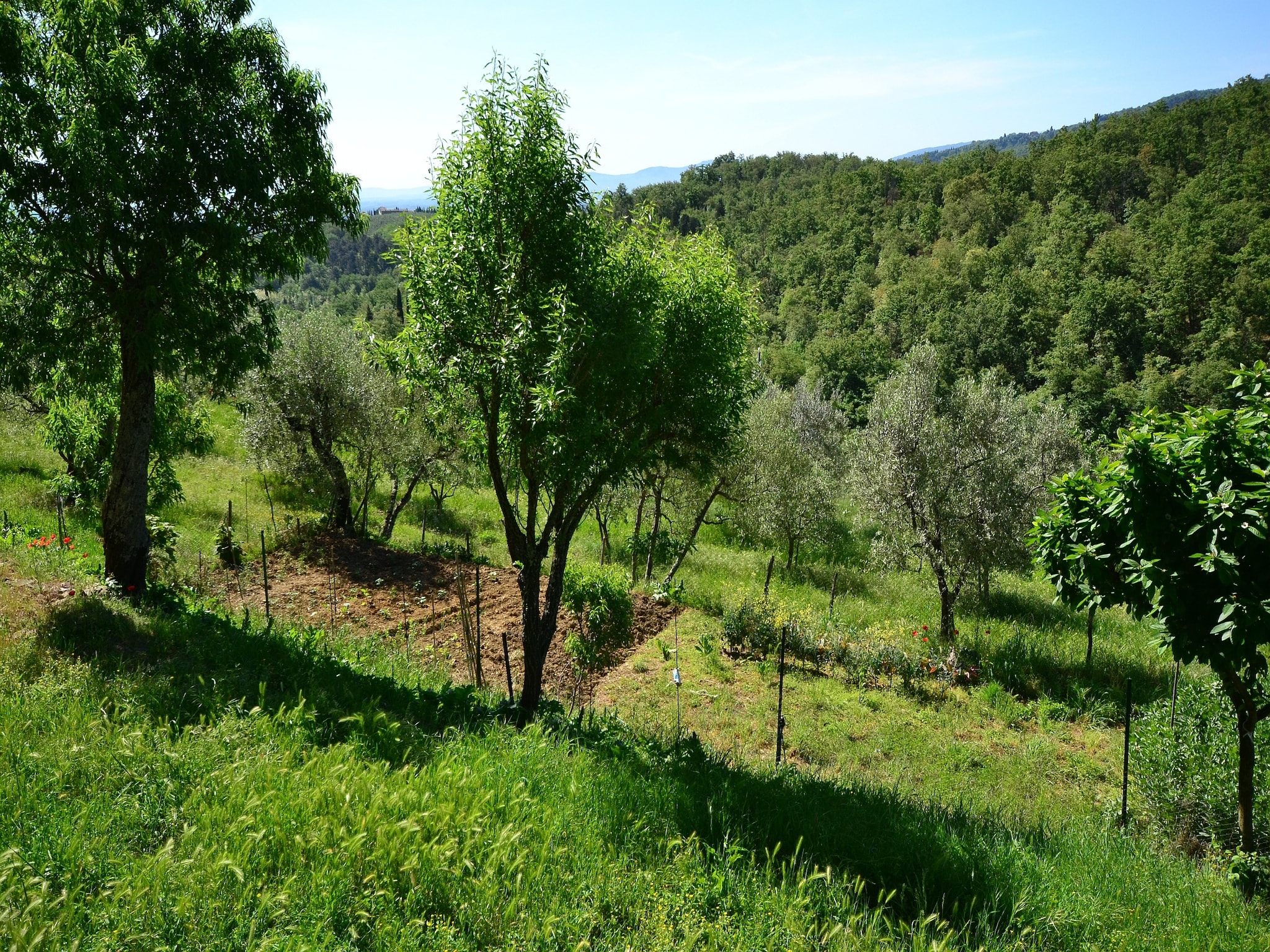   Trebbiano