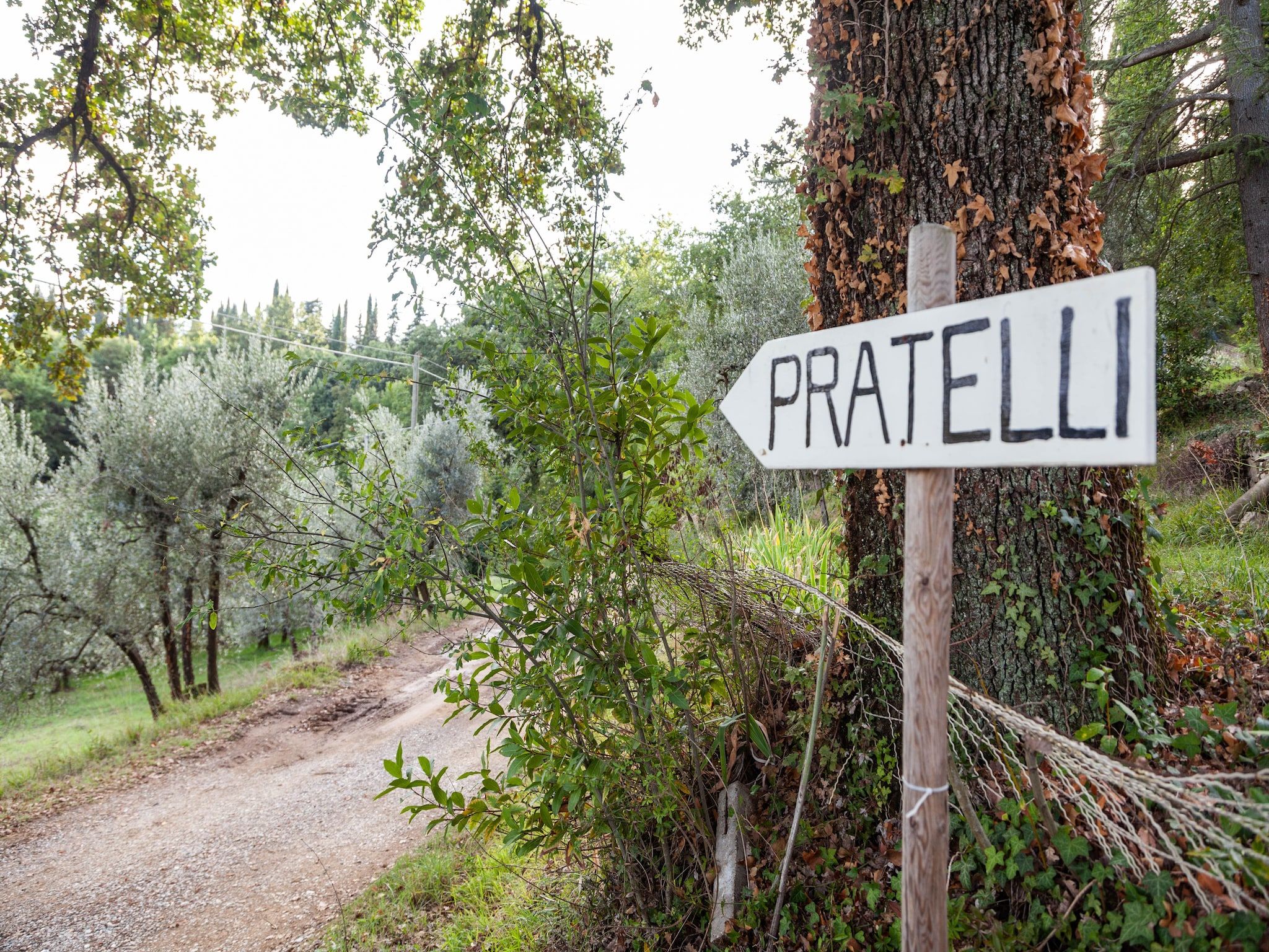   Trebbiano