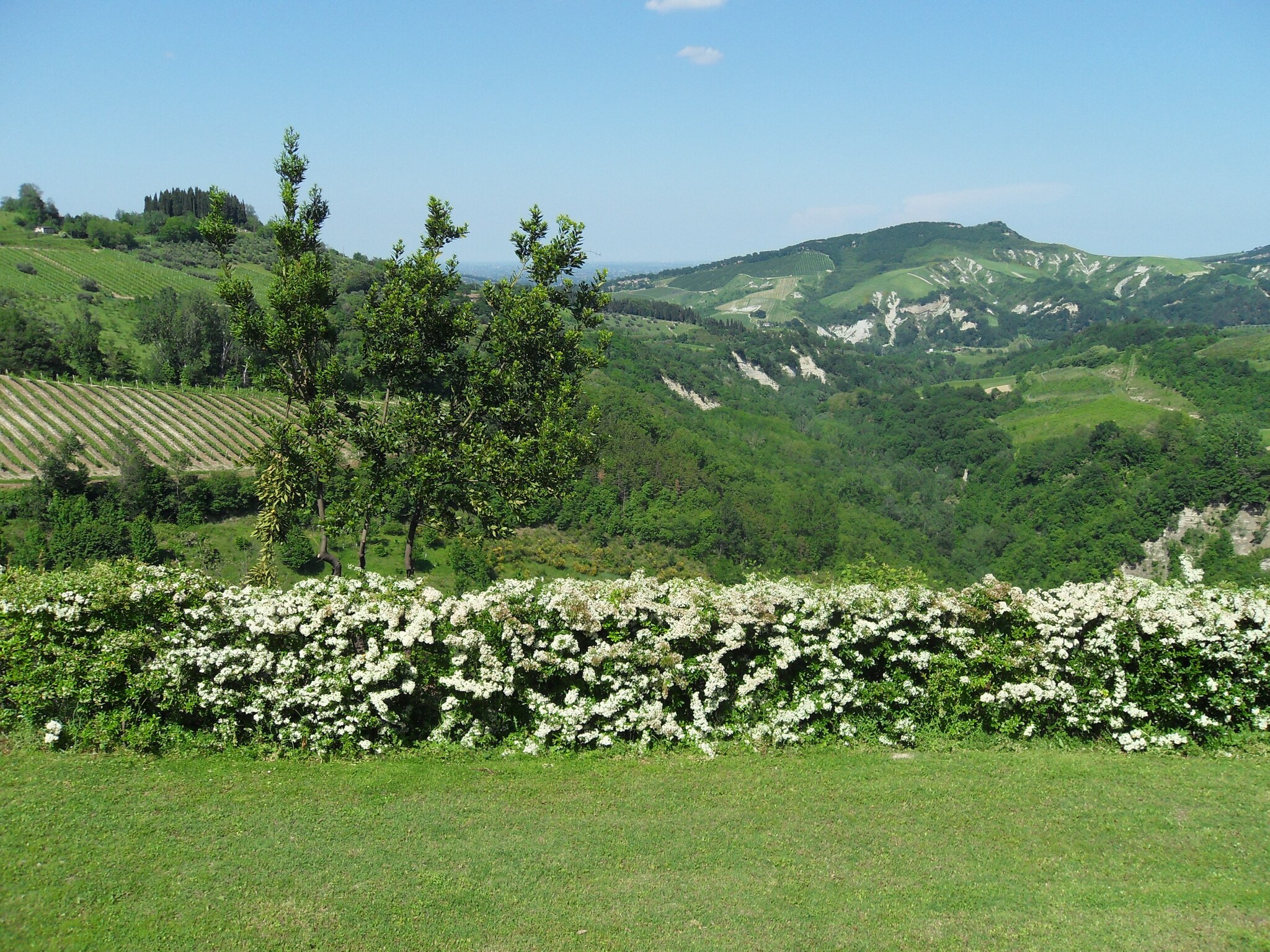   Il Glicine
