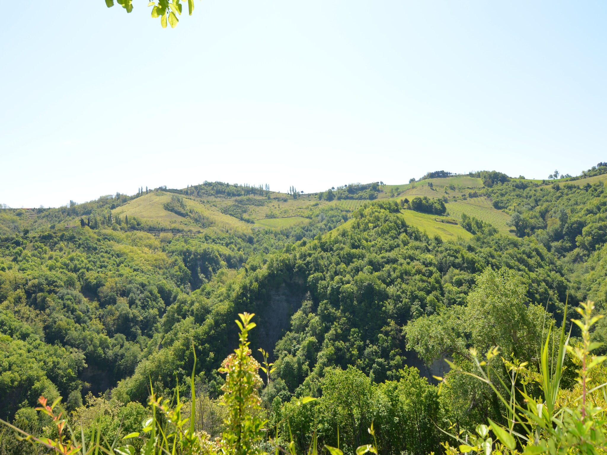   Il Glicine