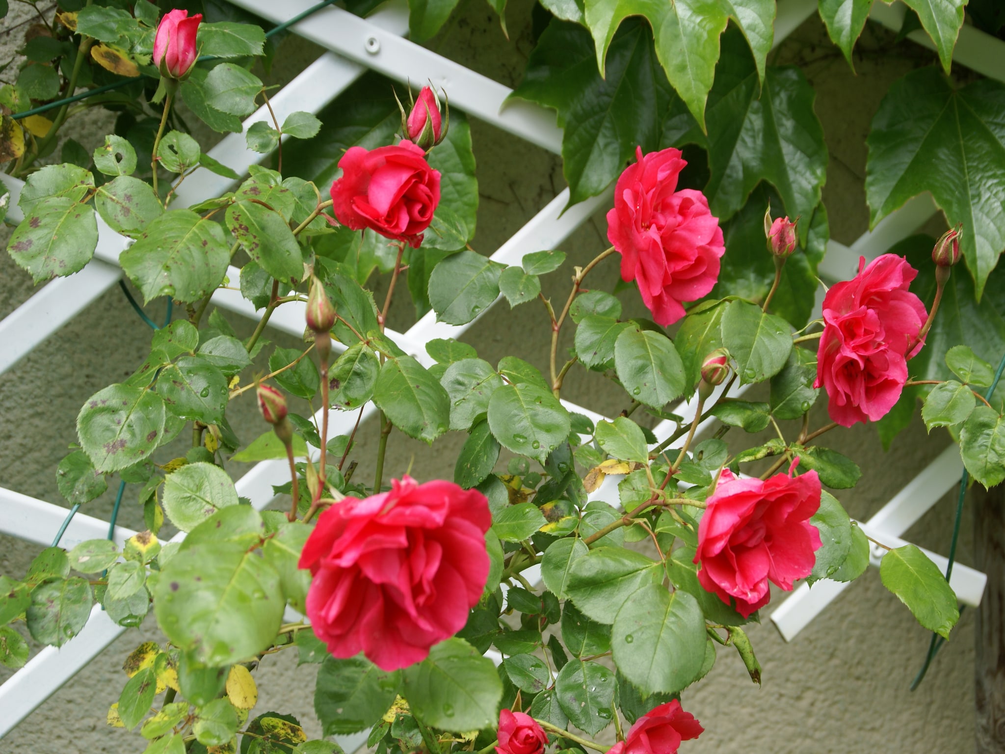   Maison de vacances - MARIGNAC-EN-DIOIS