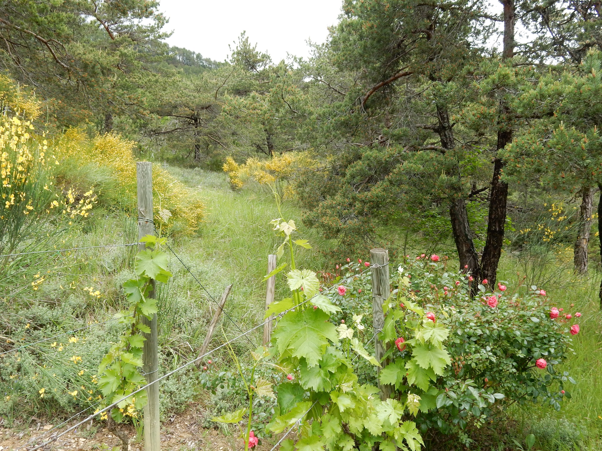   Maison de vacances - MARIGNAC-EN-DIOIS