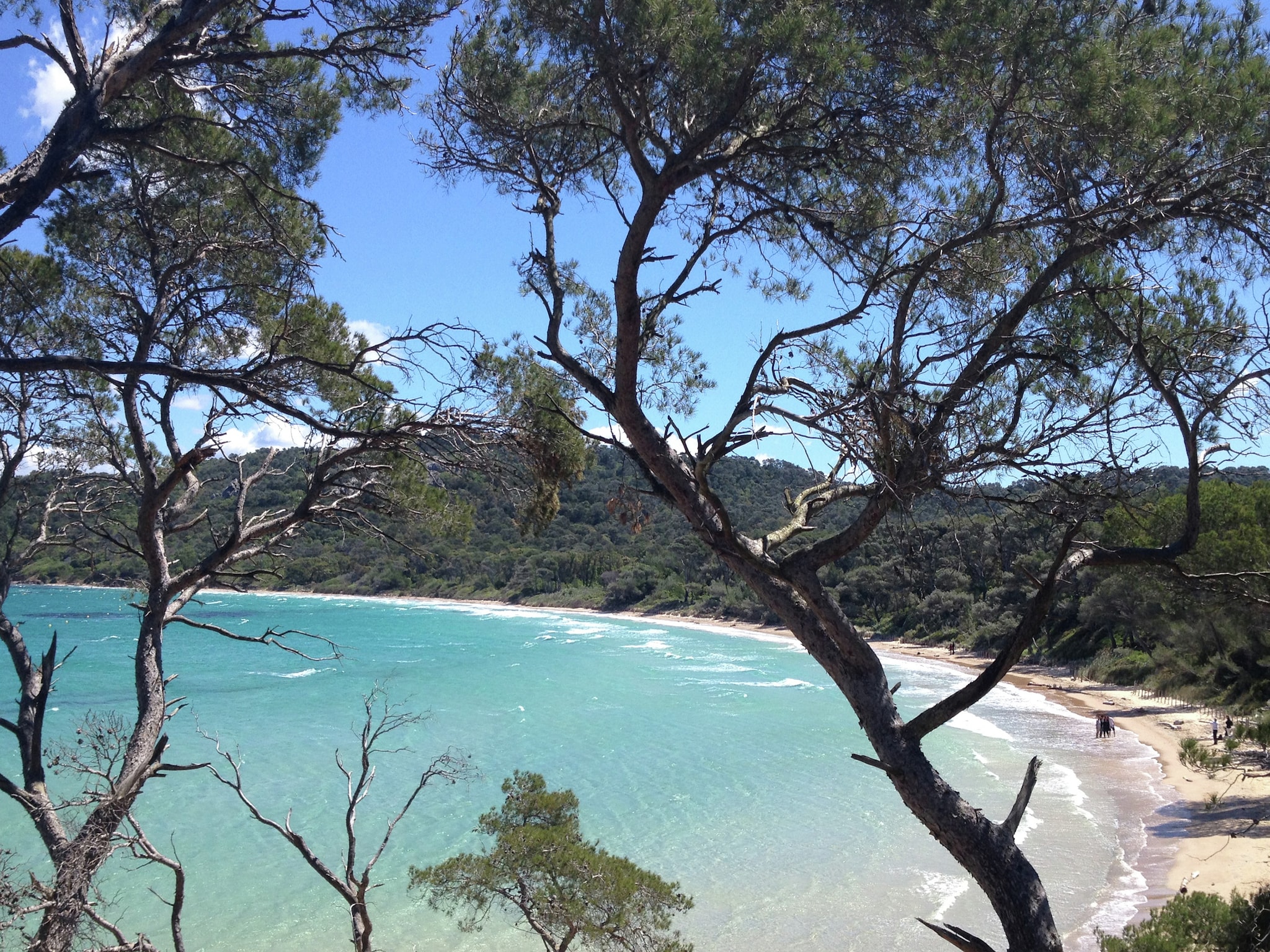   Provencal