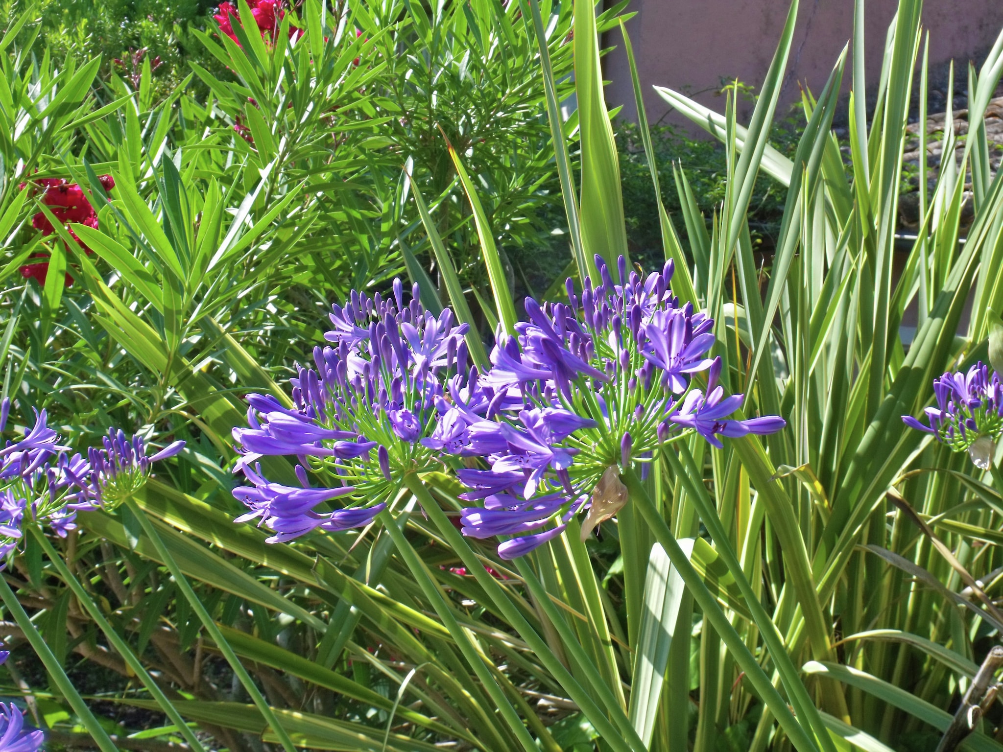   Provencal