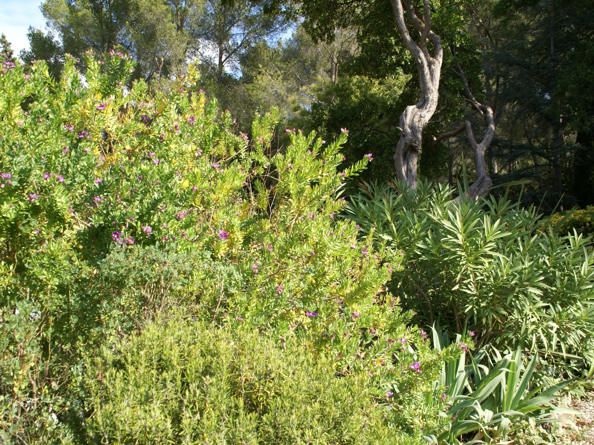   Provencal