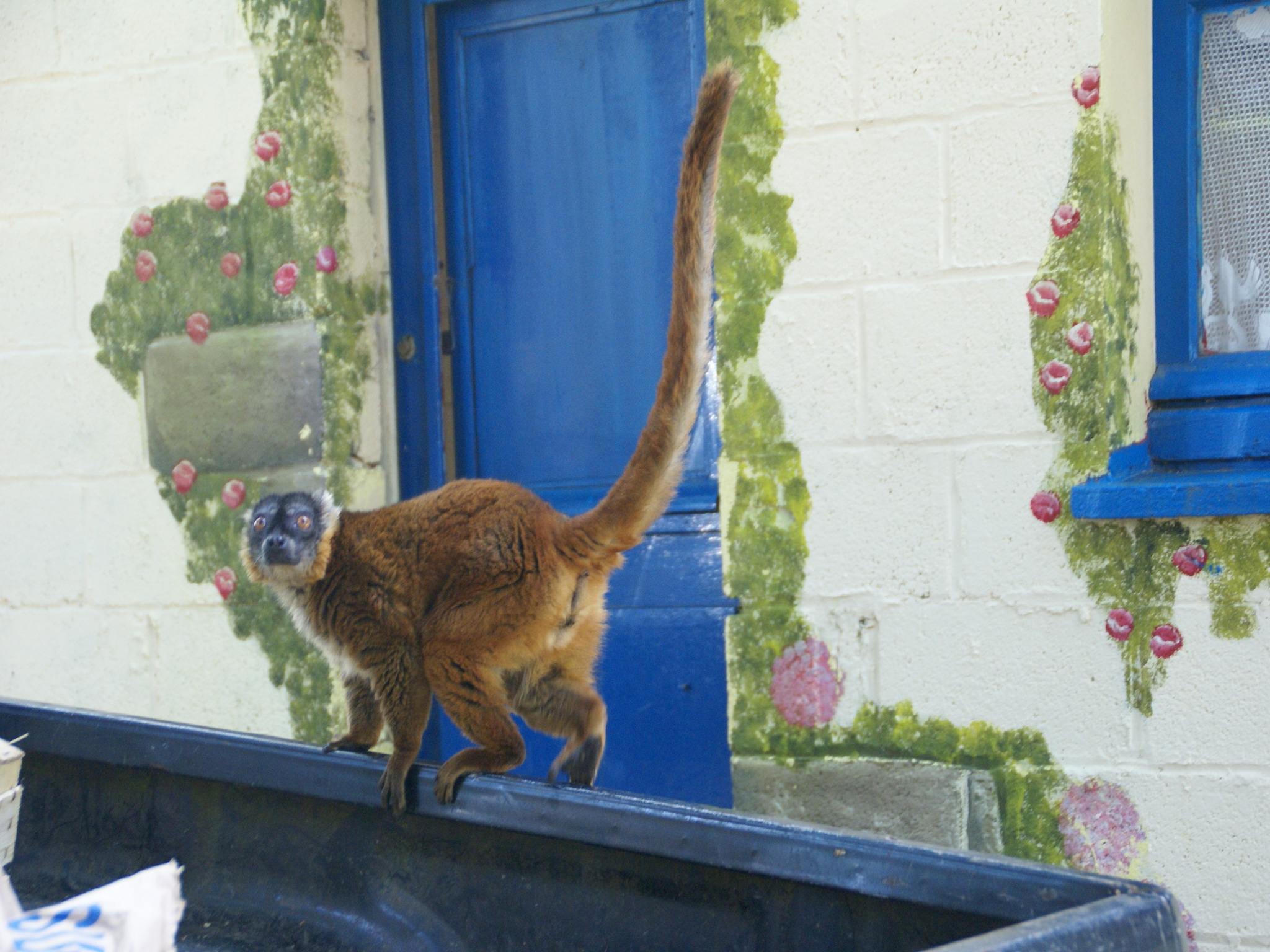   Maison mitoyenne dans un parc animalier proche mer