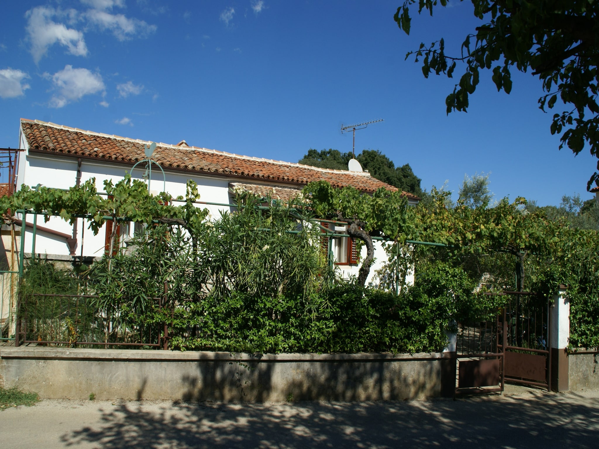   Belci