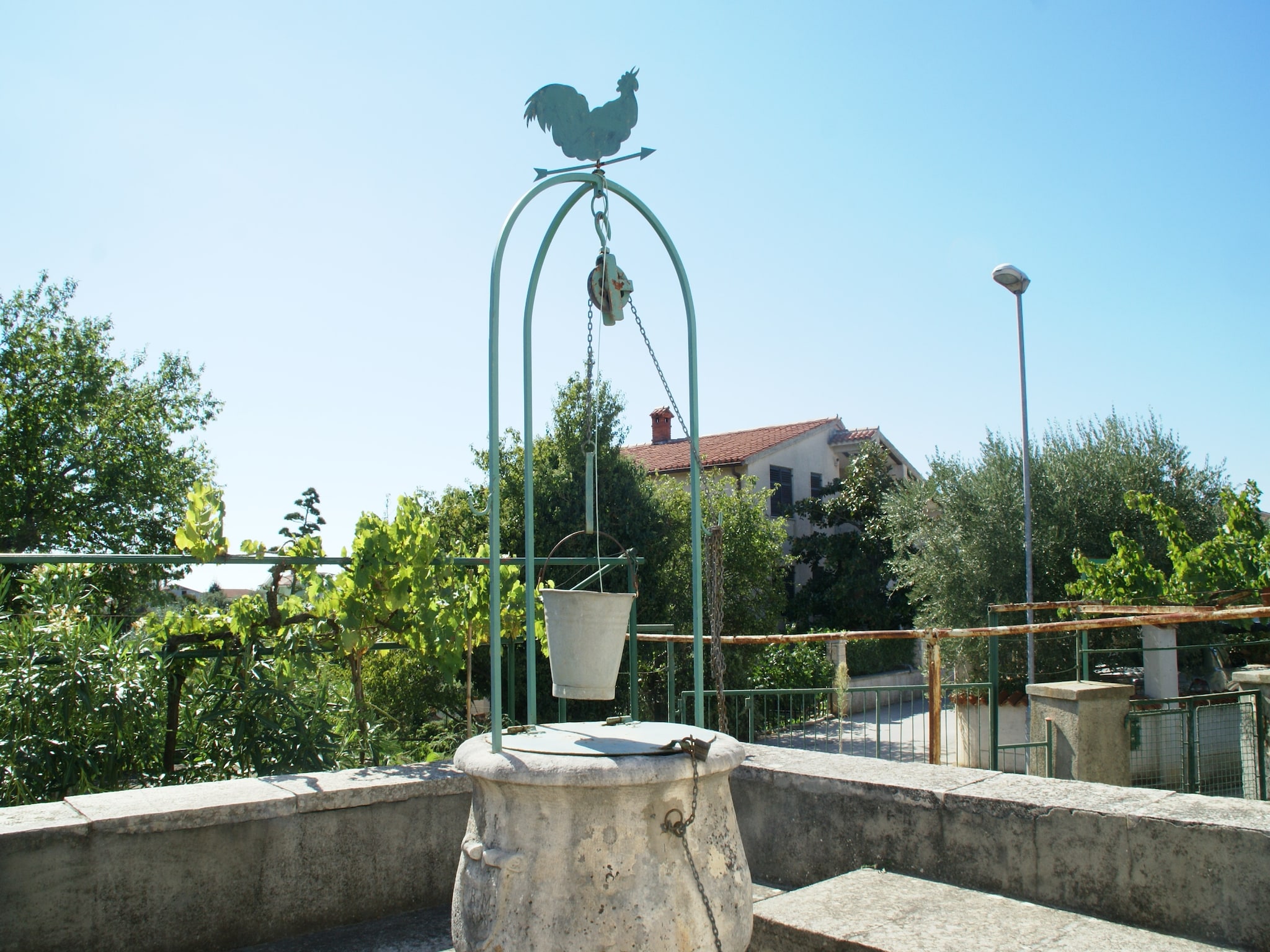   Belci