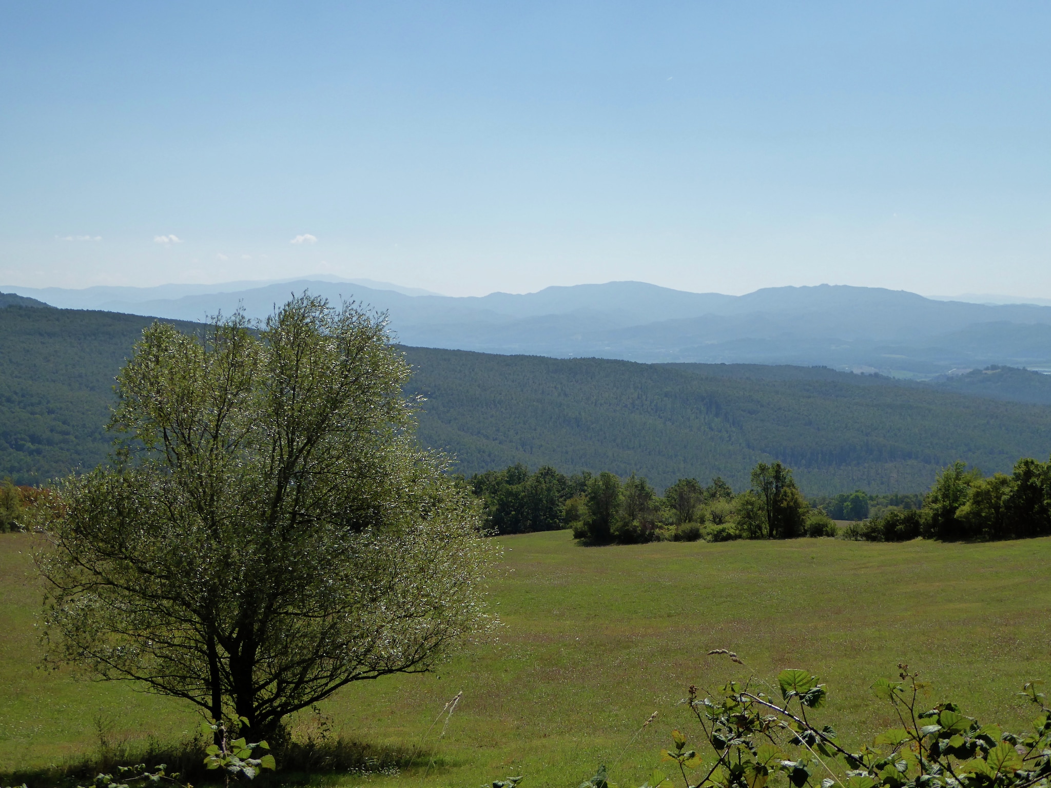   Quercia Undici