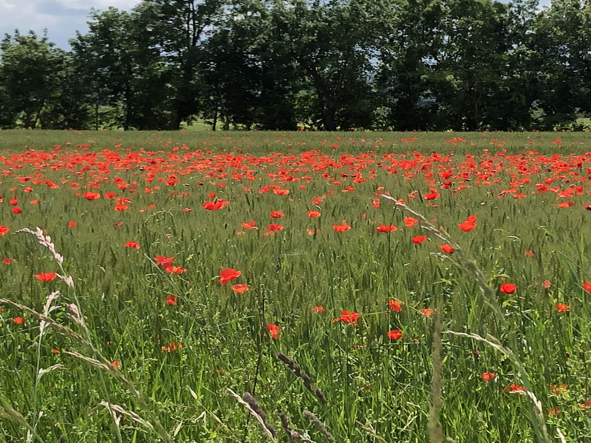   Castagno della Civetta