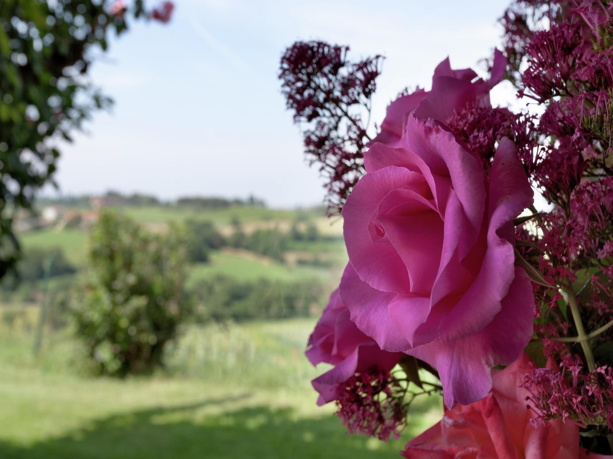   Castagno della Civetta