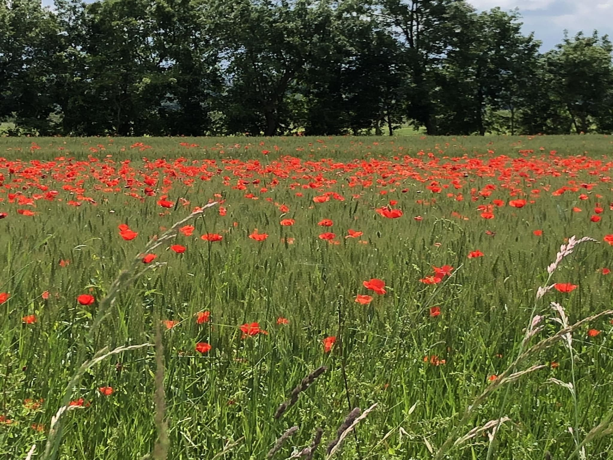   Castagno della Civetta