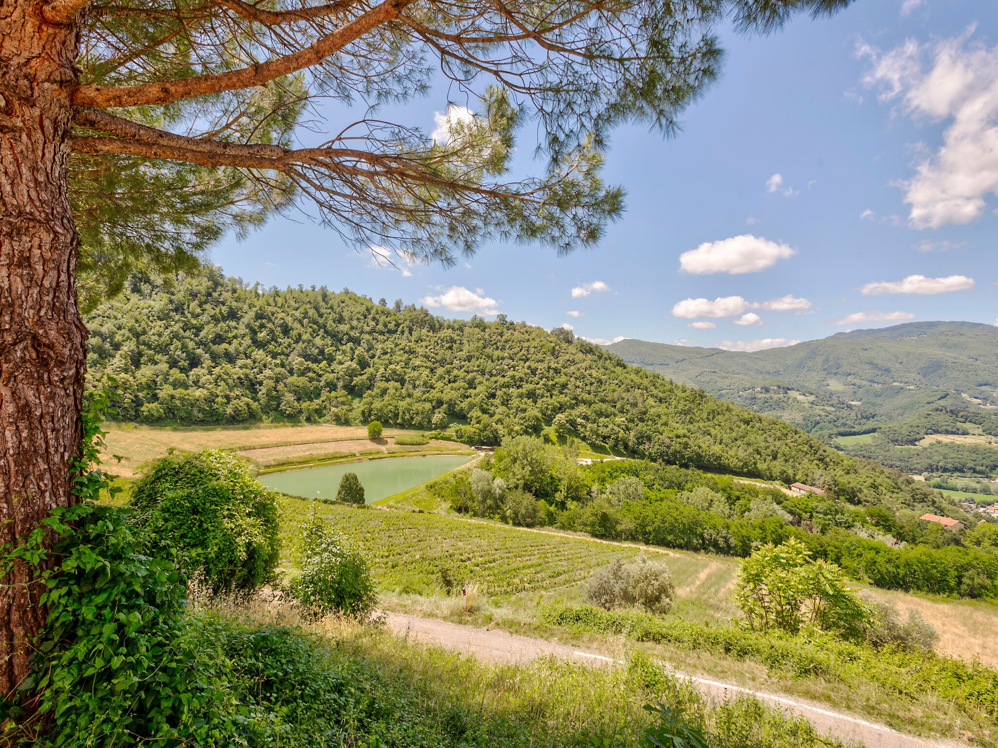   Castagno