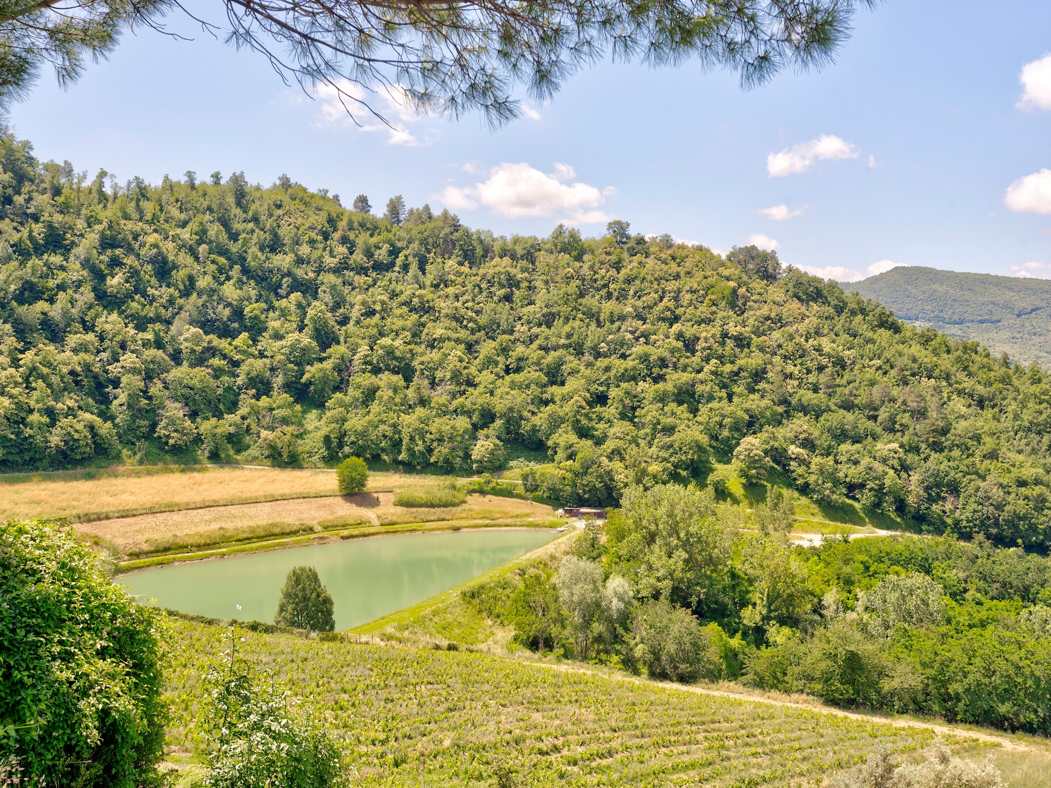   Castagno