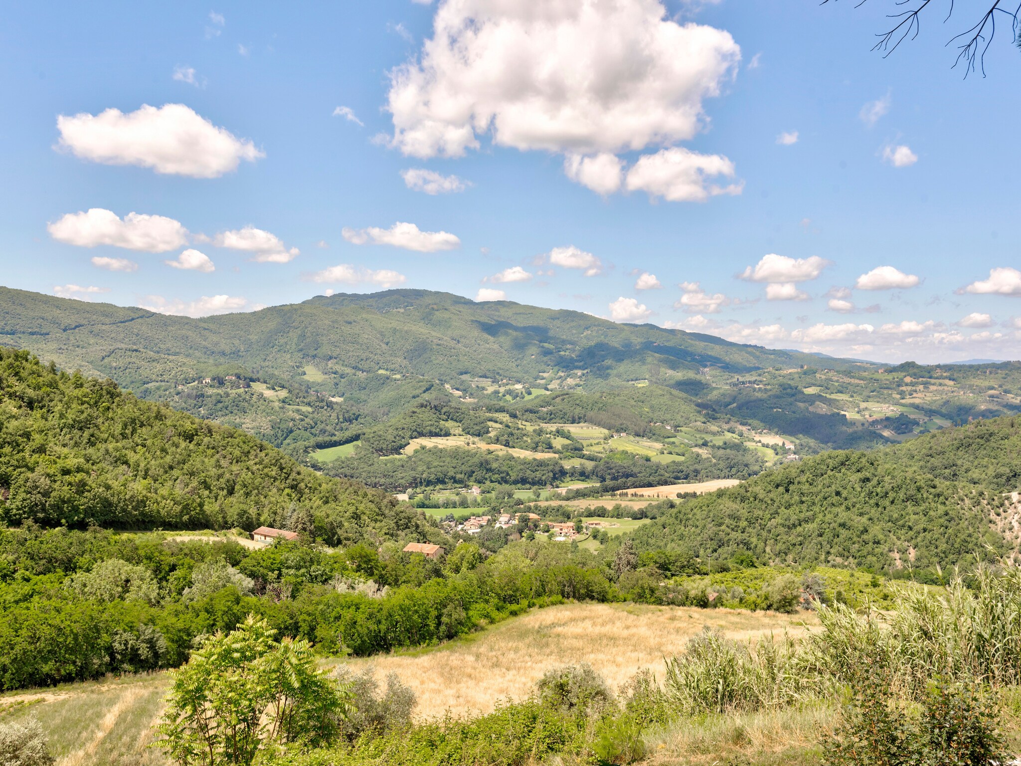   Castagno