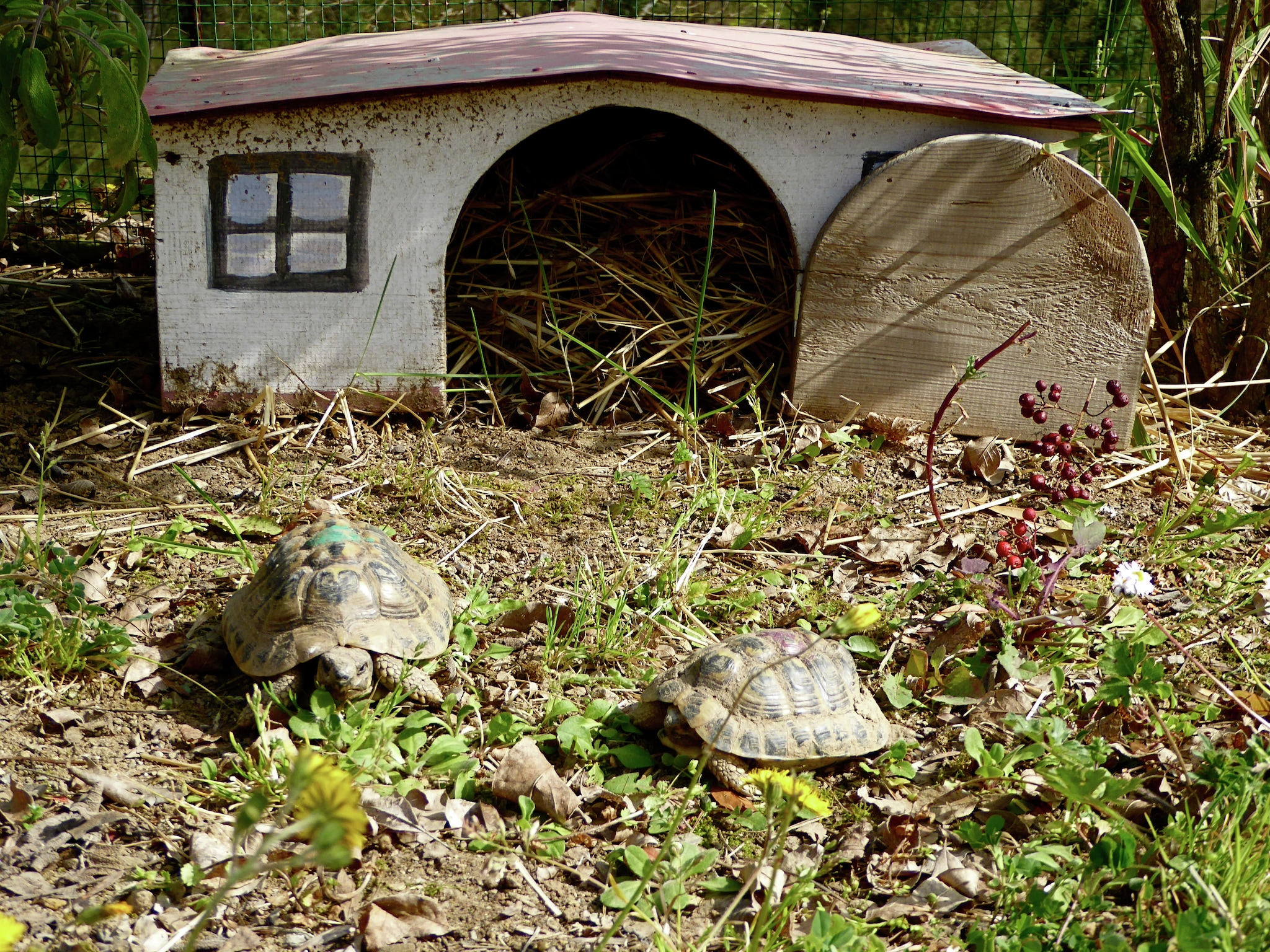 Feriebolig Villa Tortelli