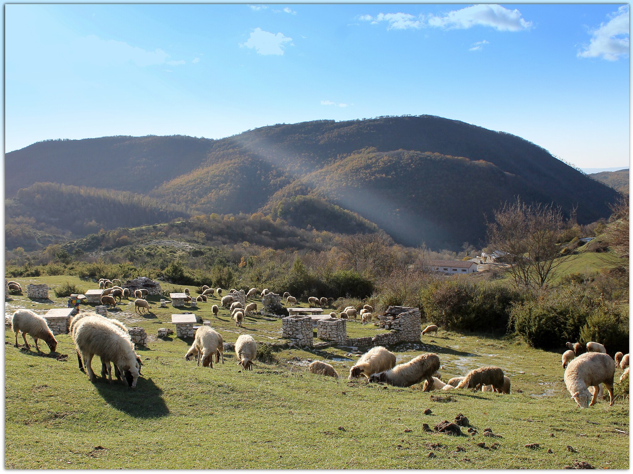   Ulivo