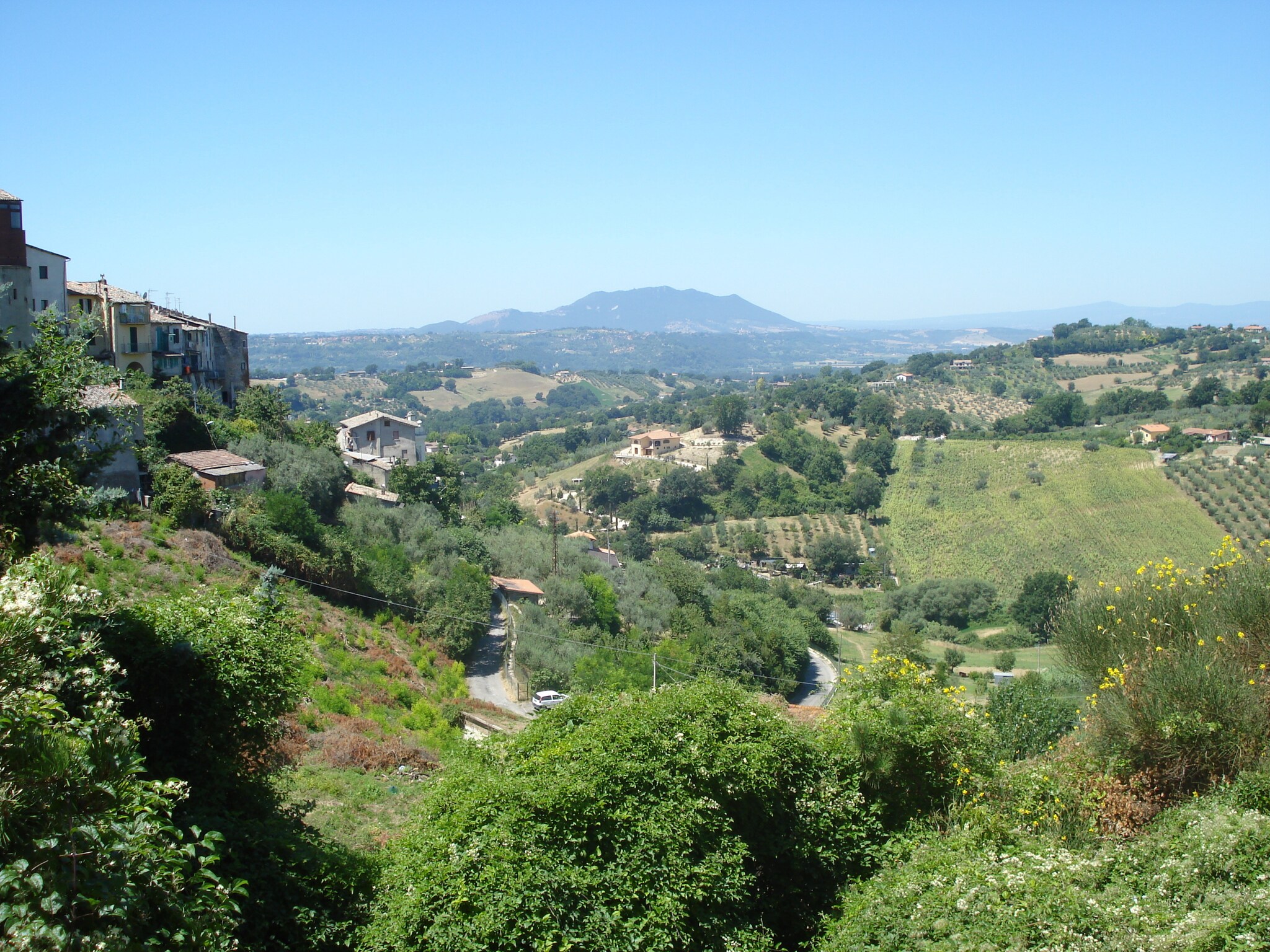   Ulivo