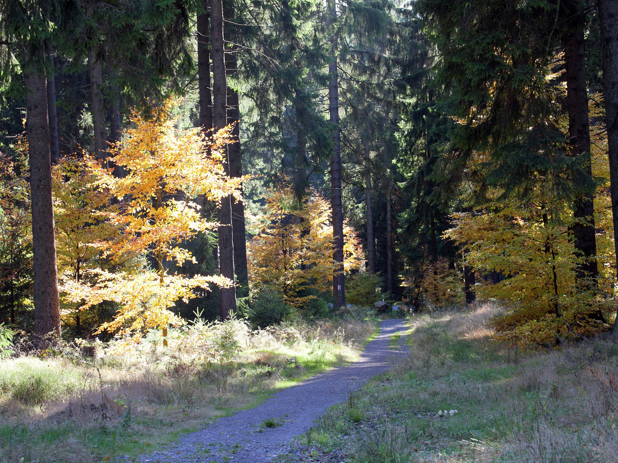 Ferienwohnung Waldblick