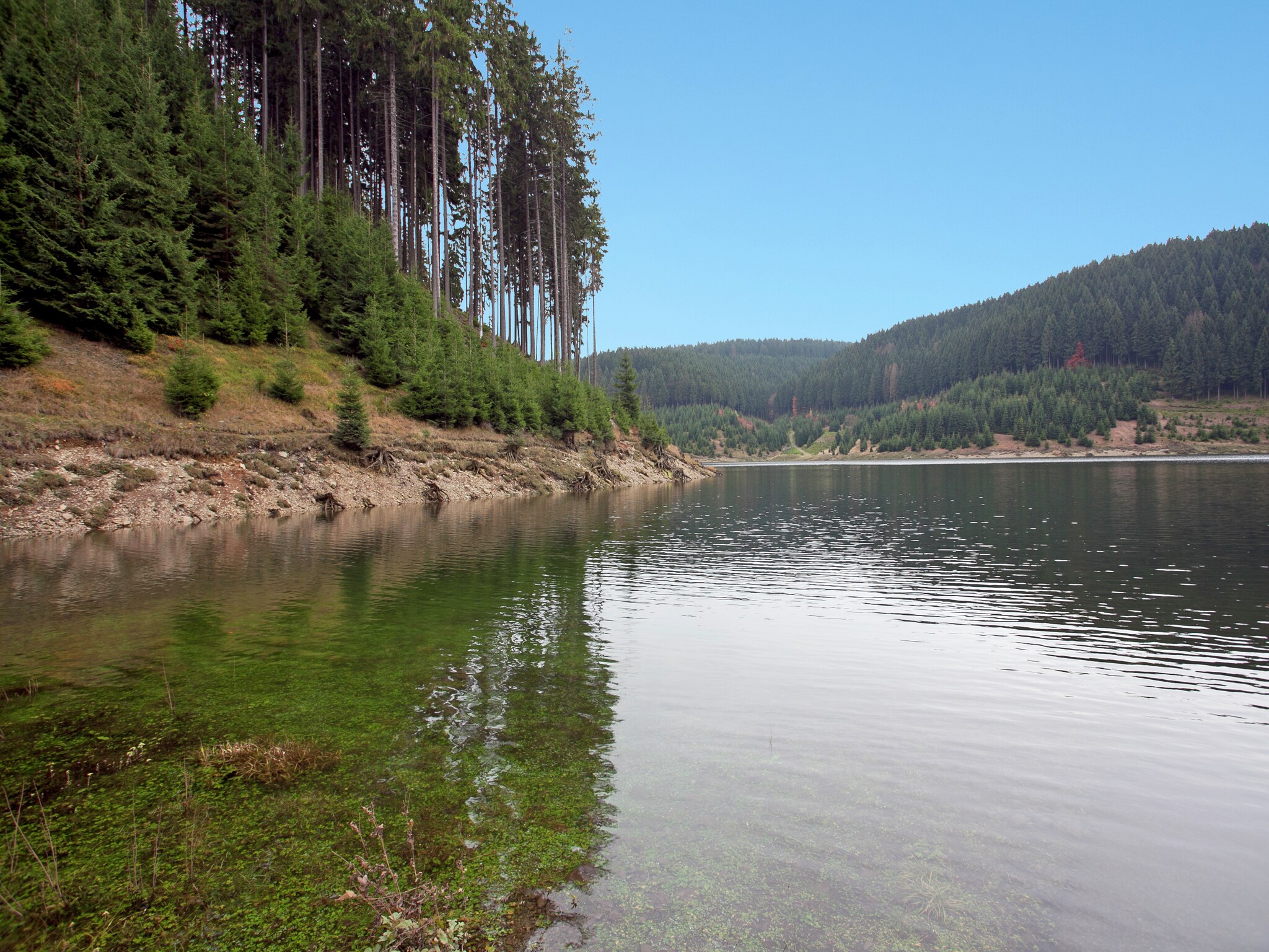 Ferienwohnung Waldblick