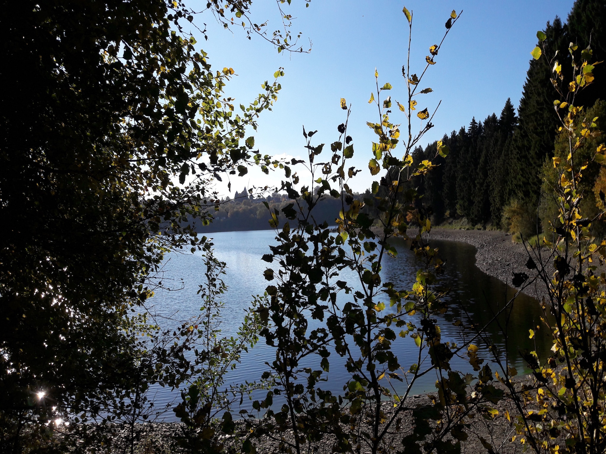   Canneberge