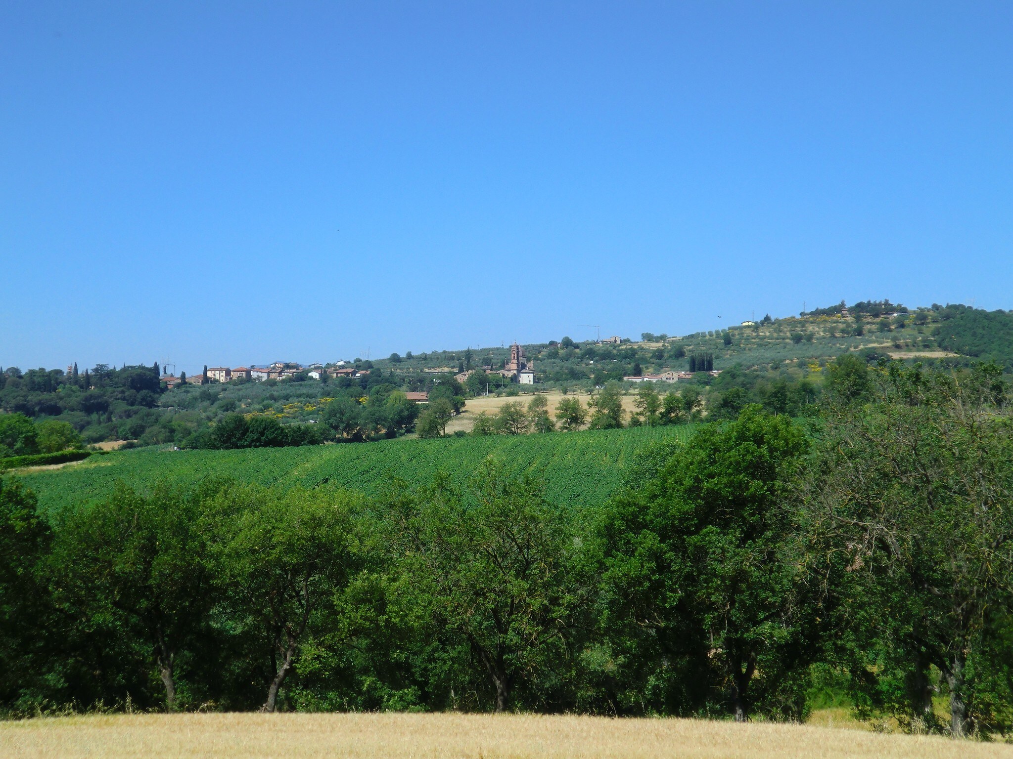   Lavanda