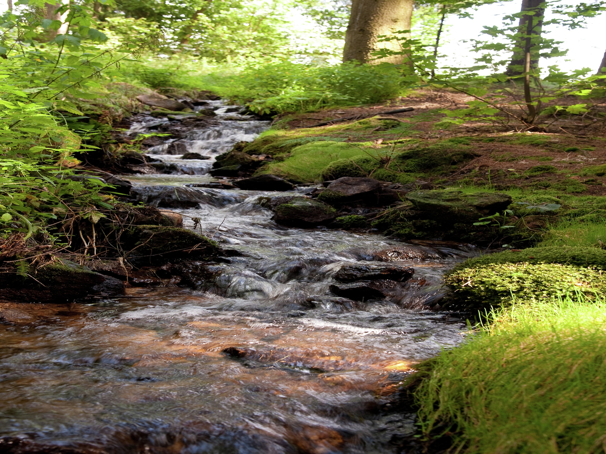   Bayerischer Wald
