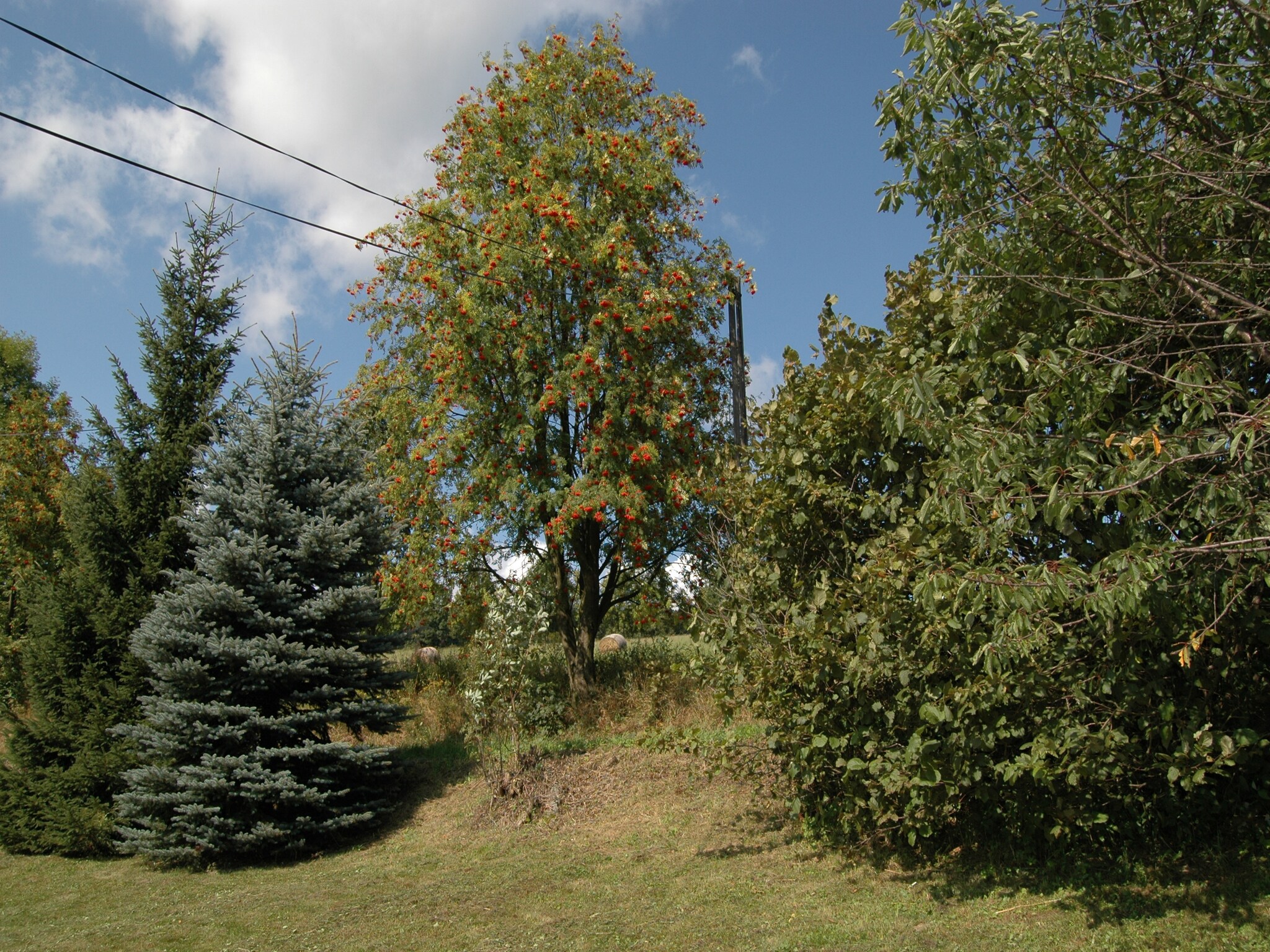   PEJA