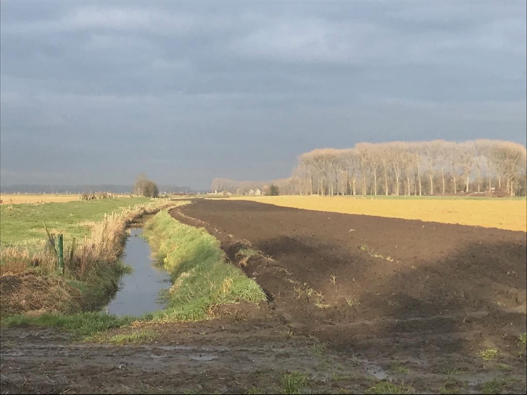   De Biezenknop
