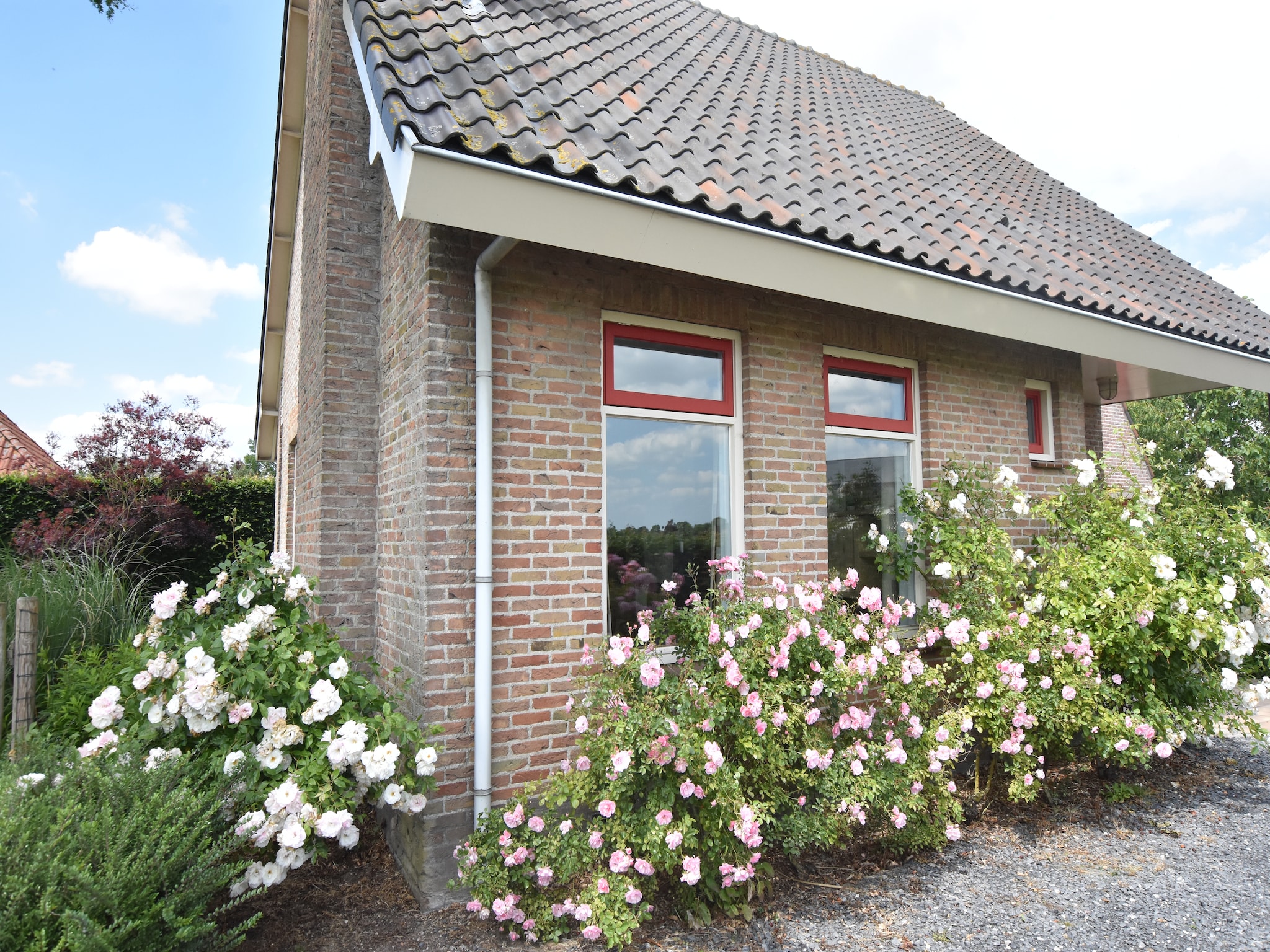   De Biezenknop