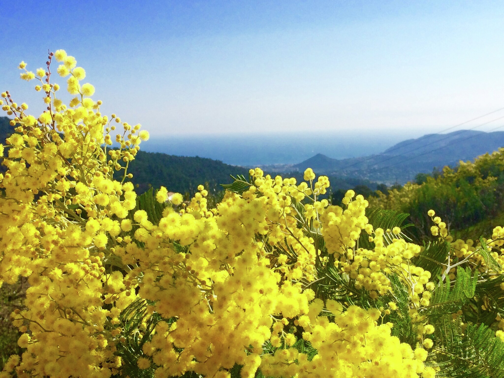 Vacation home Mimosa