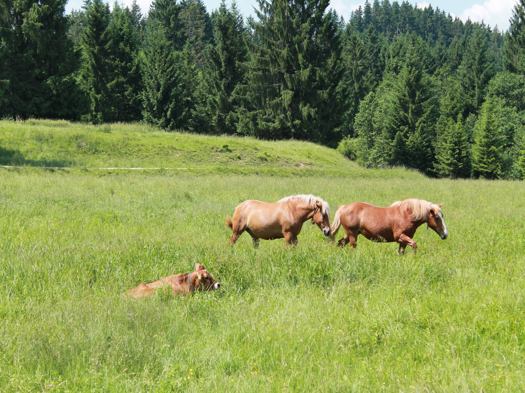 Ferienwohnung Trauchgau