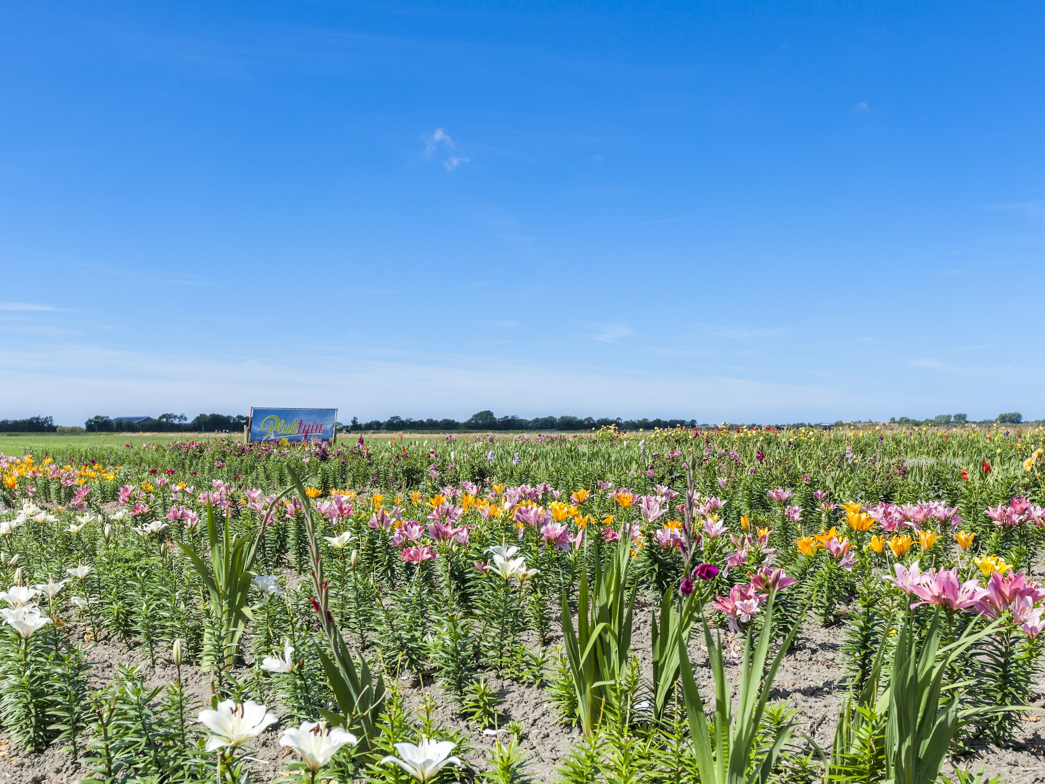   Zeeuwse Schaapskooi