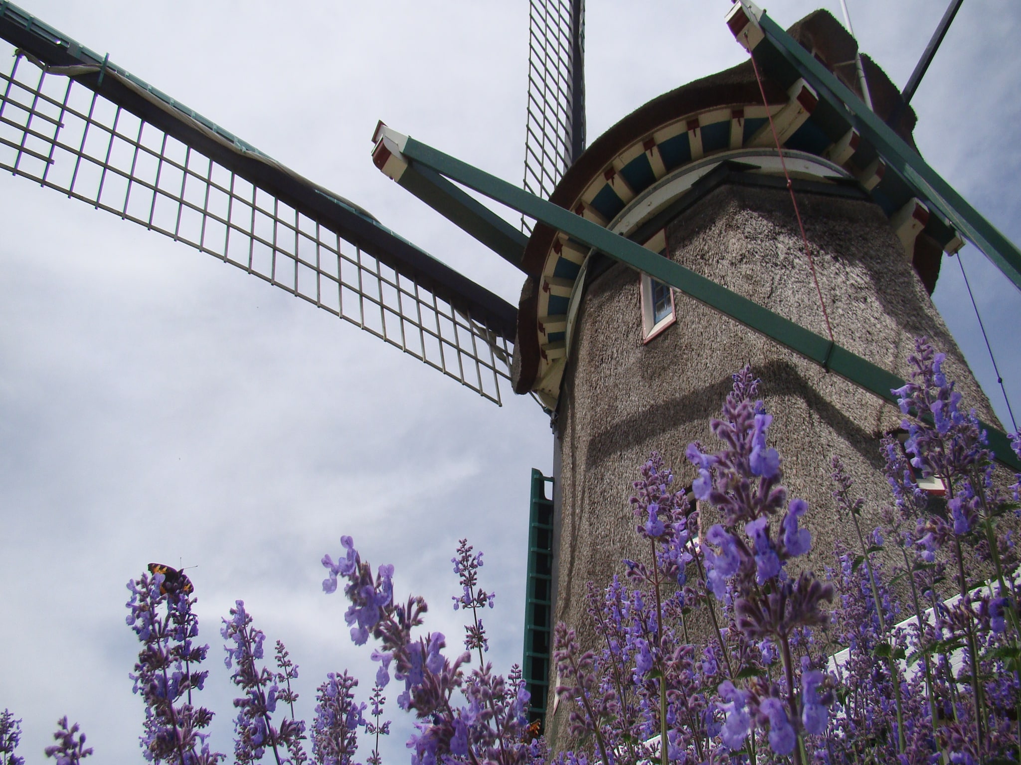   Onder de Molen 24 pers