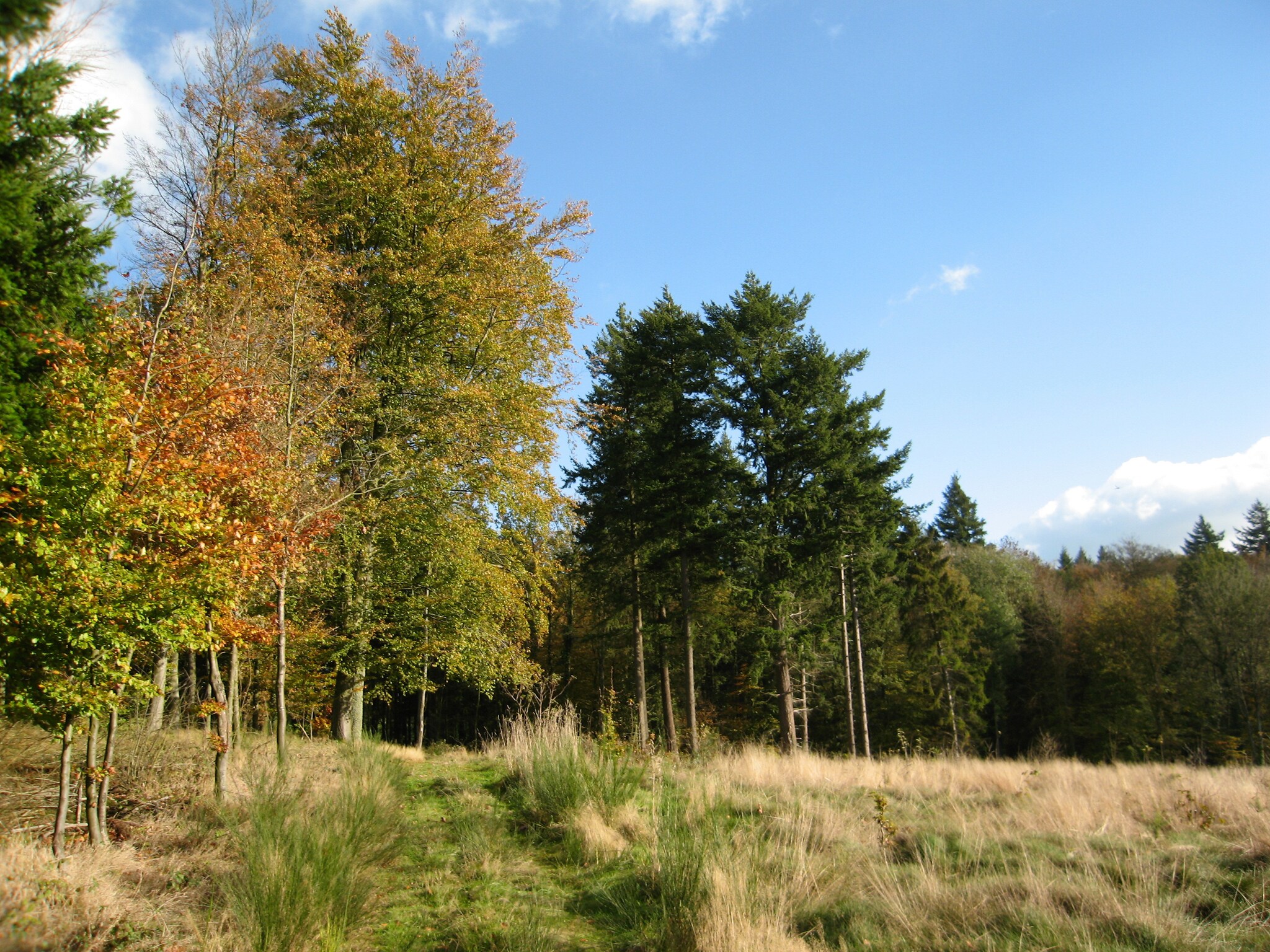   Mare aux Saules