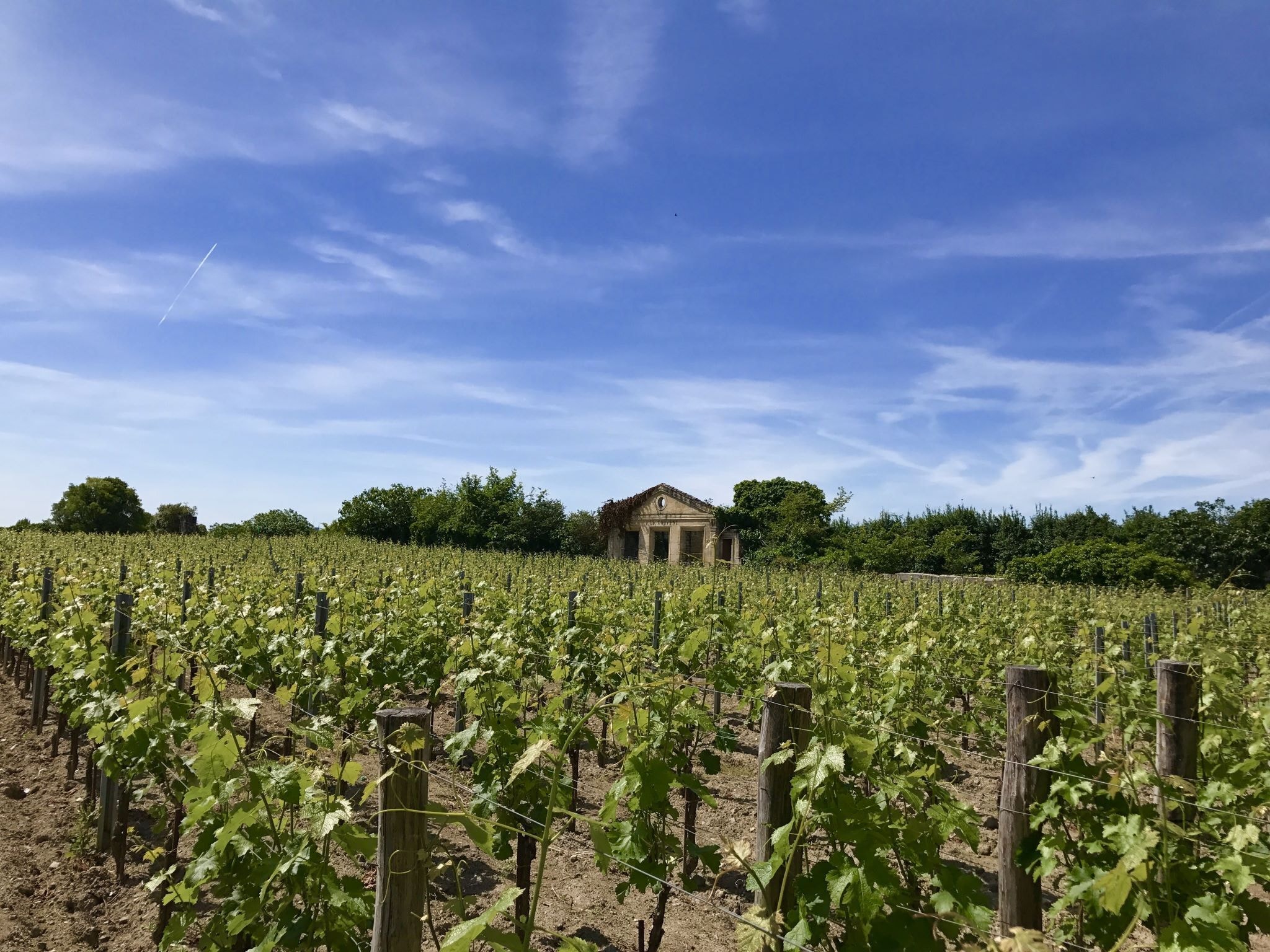   Domaine de Geneviève des Vignes