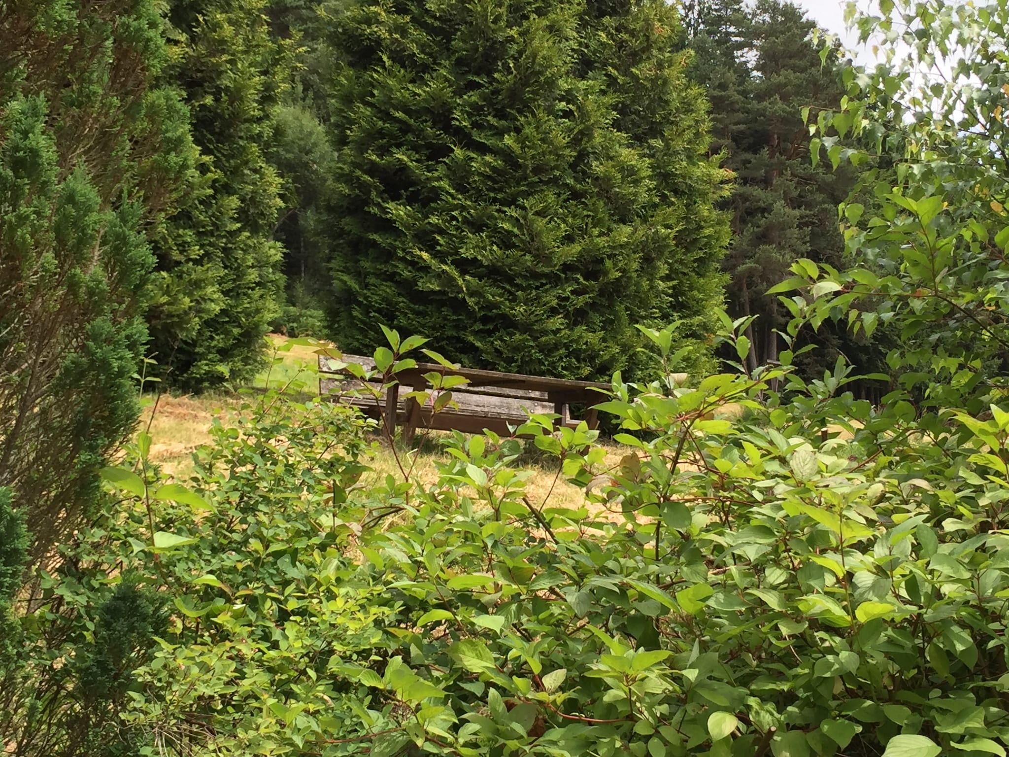   Schwarzwald