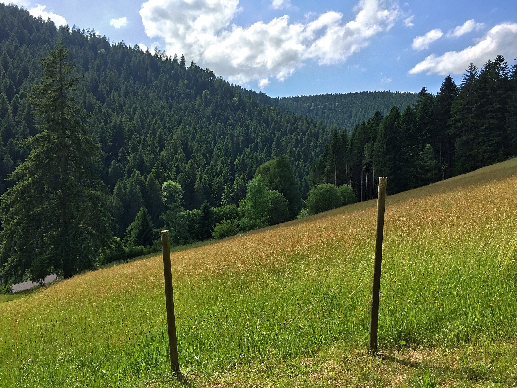   Schwarzwald