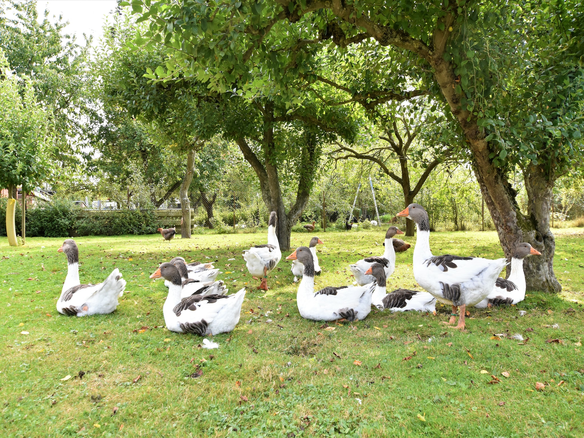   Am Gänsegarten - Auguste
