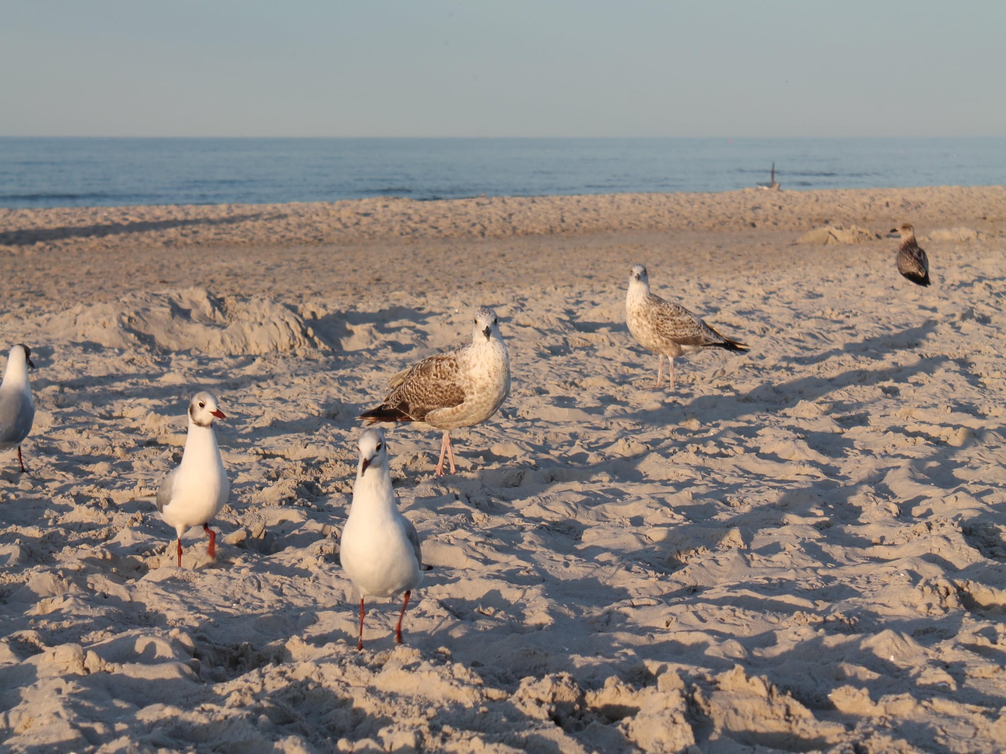 Ferienwohnung Arko 2 dicht am feinsandigen Strand