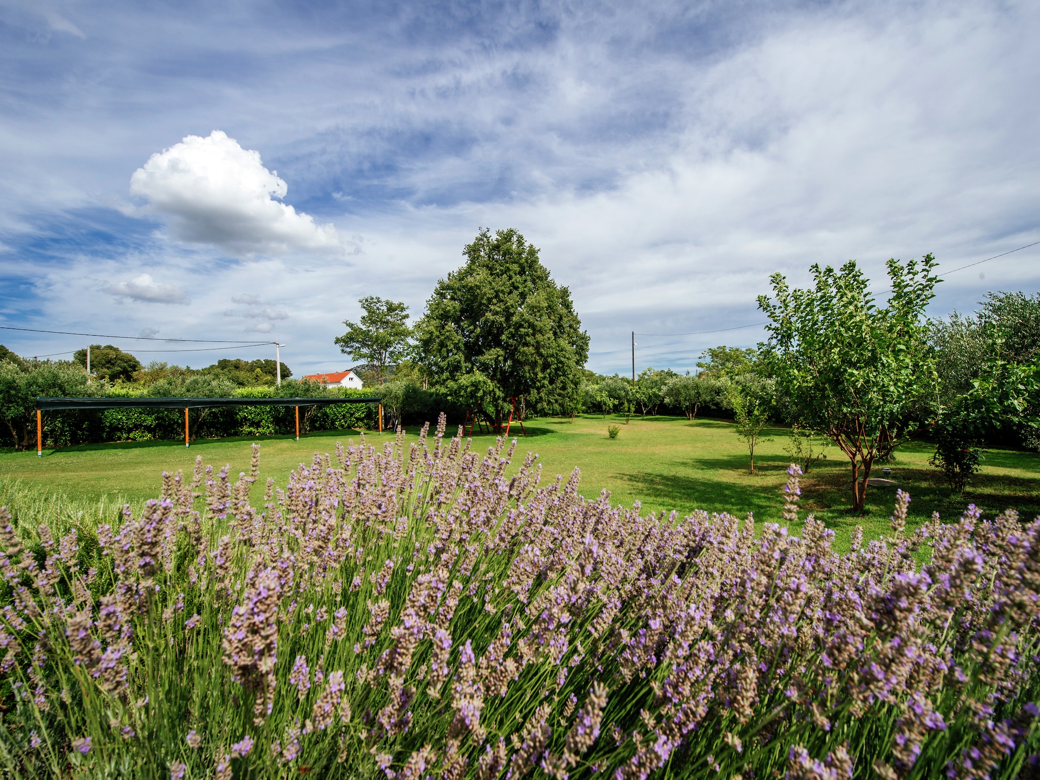   Holiday dream Uzelac