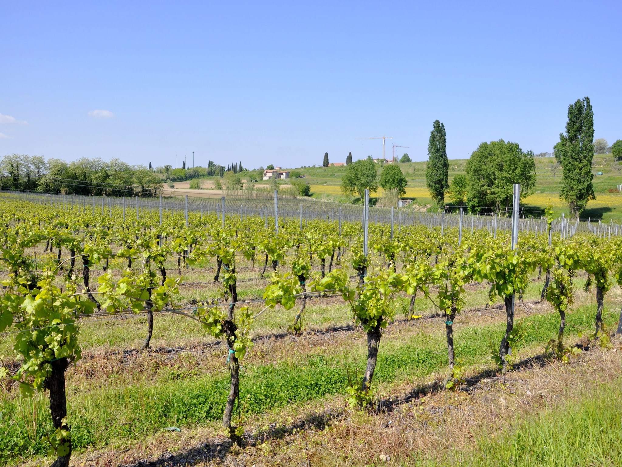   Molini Tredici