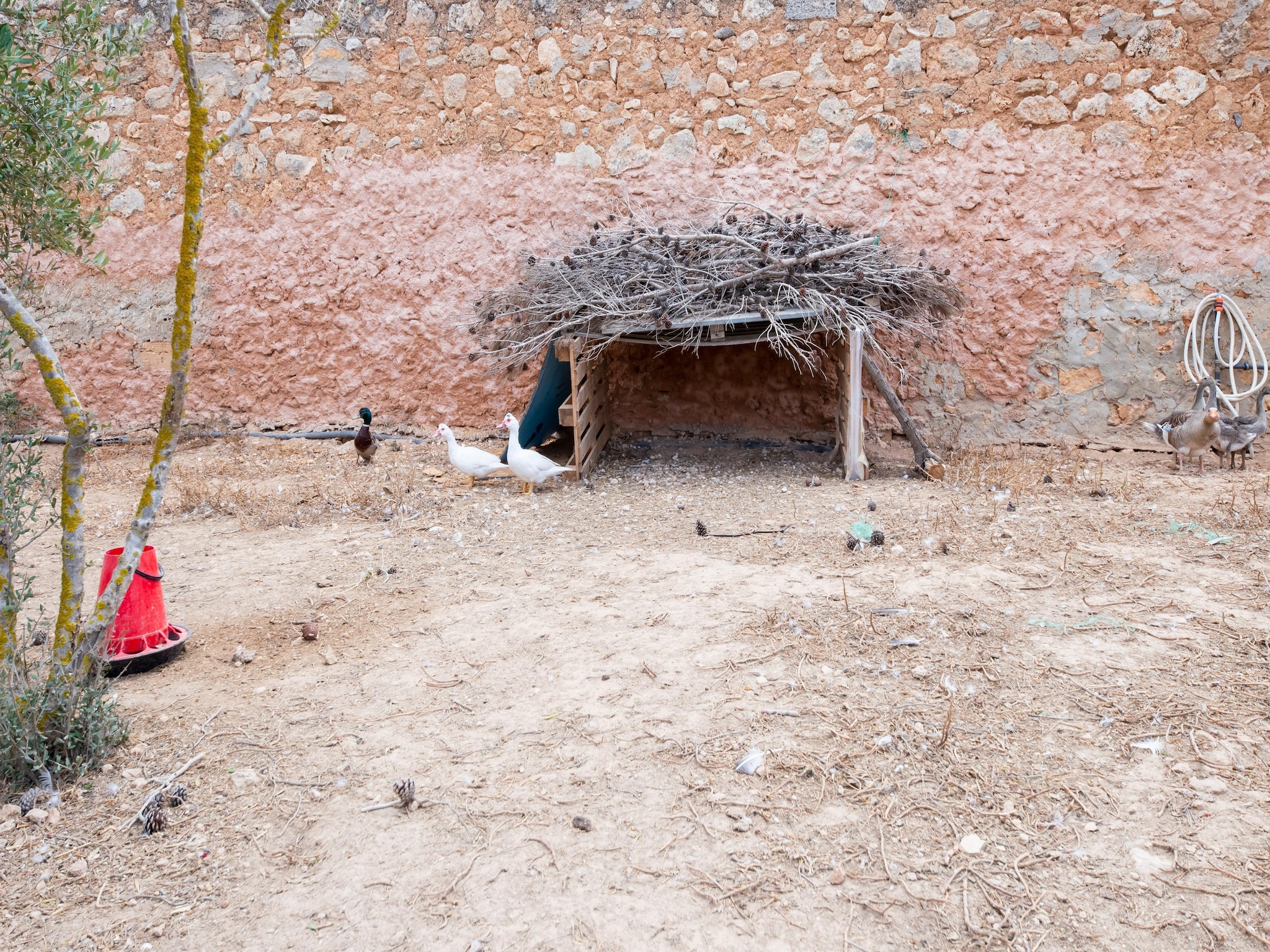   Gallinero